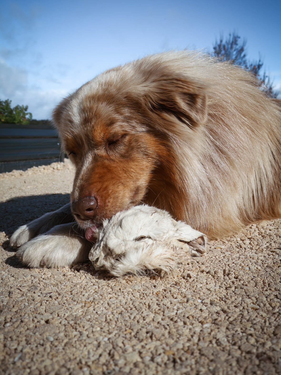 Phoenix eating rabbit head