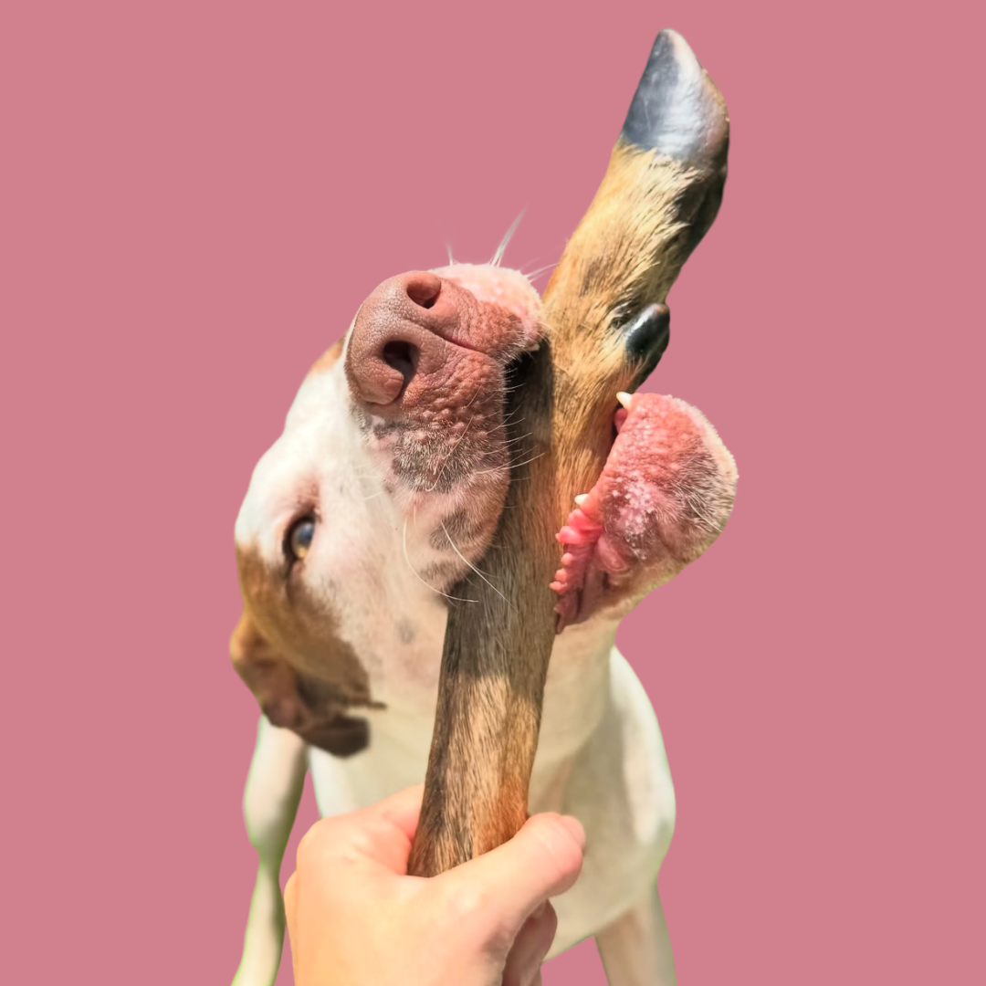 Wild Furry Venison Trotter