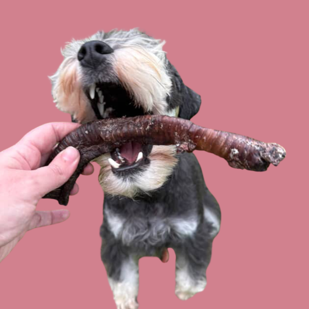 Wild Venison Trachea