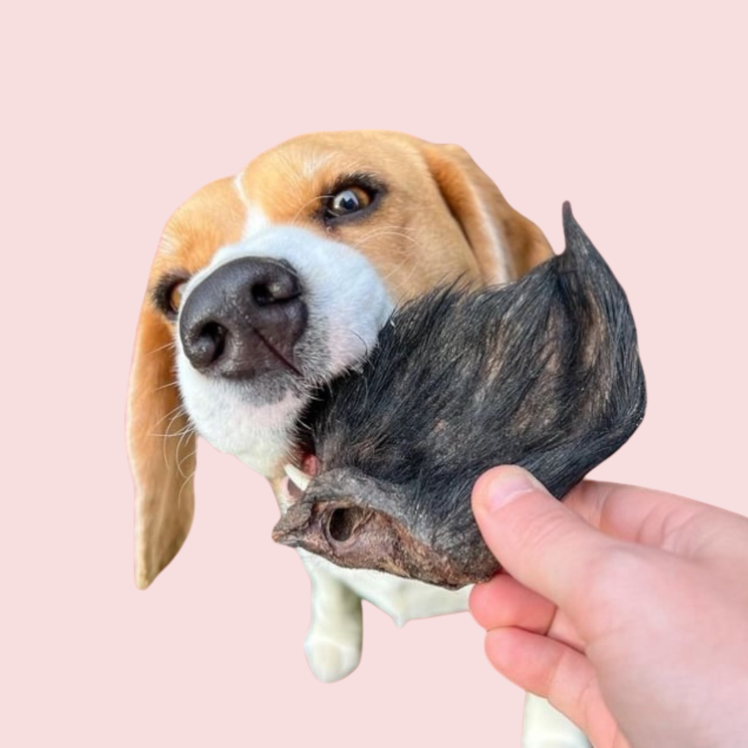 Furry Wild Boar Ears