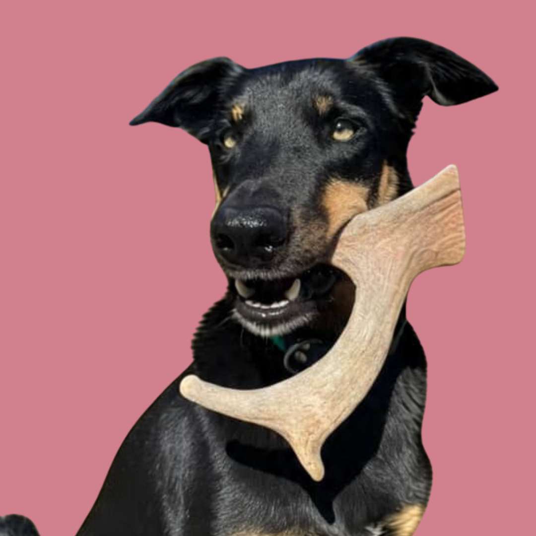 Wild Venison Antler