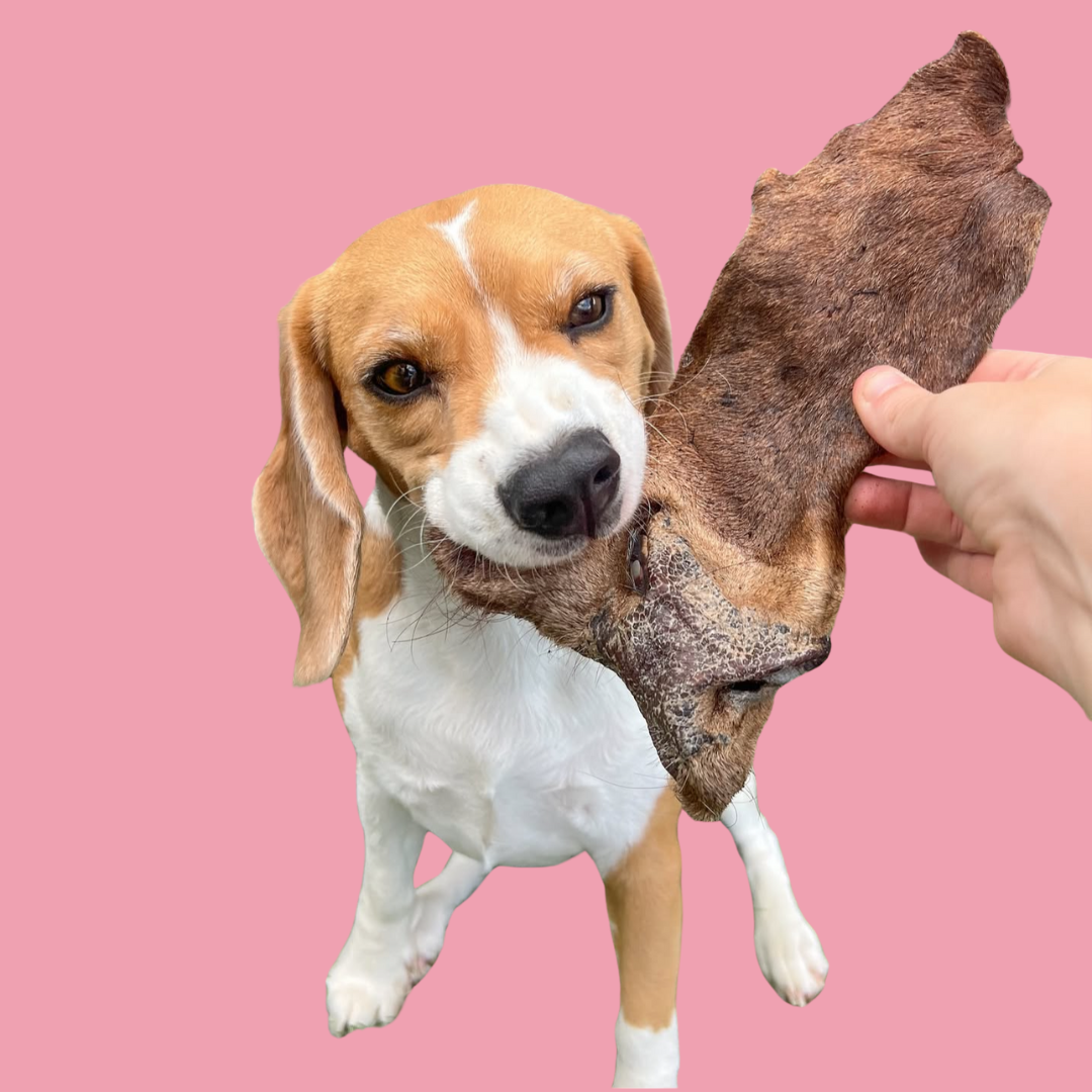Furry Cow Snout