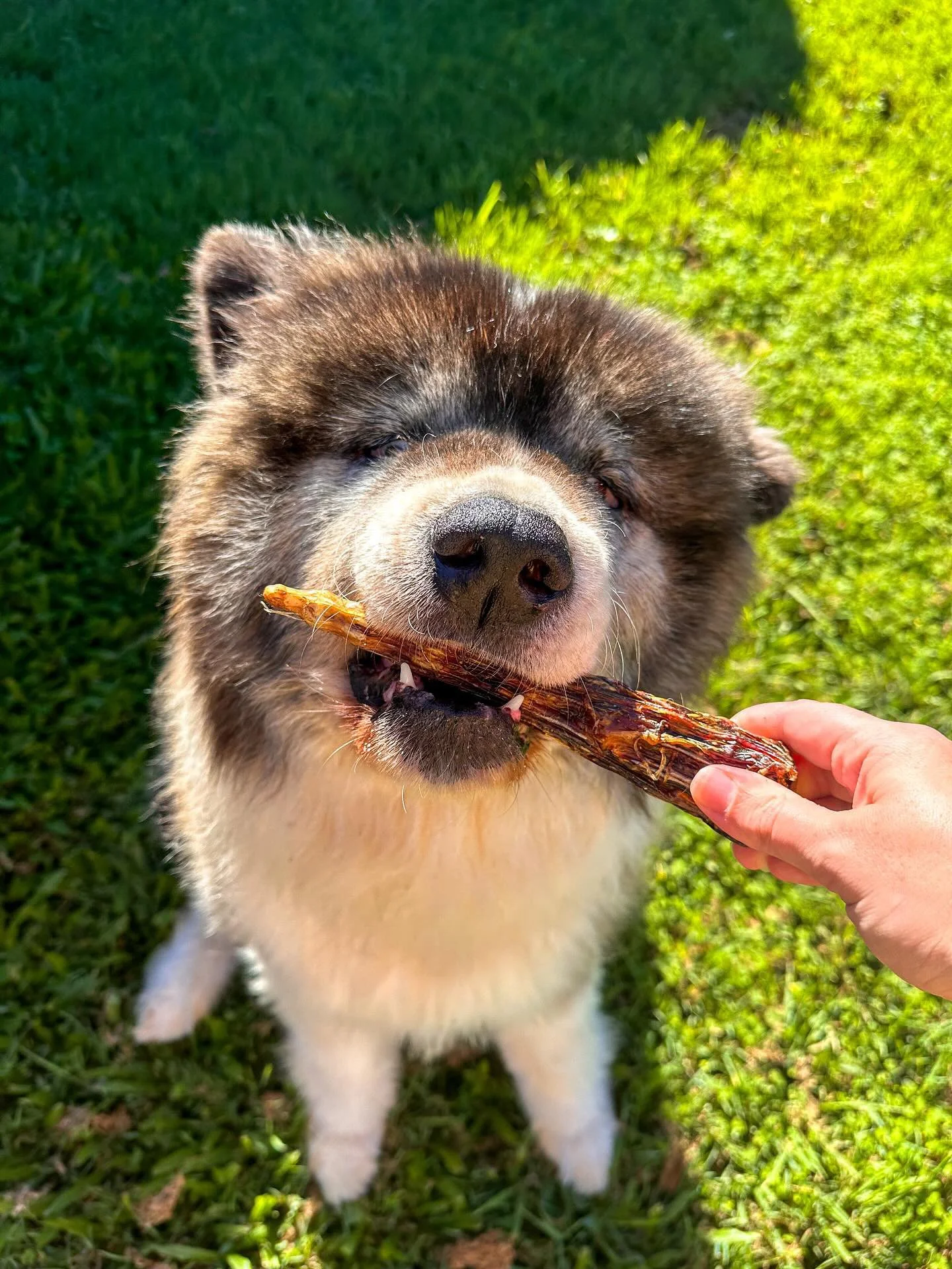 Hell Hound Treats Roo Tail Tip