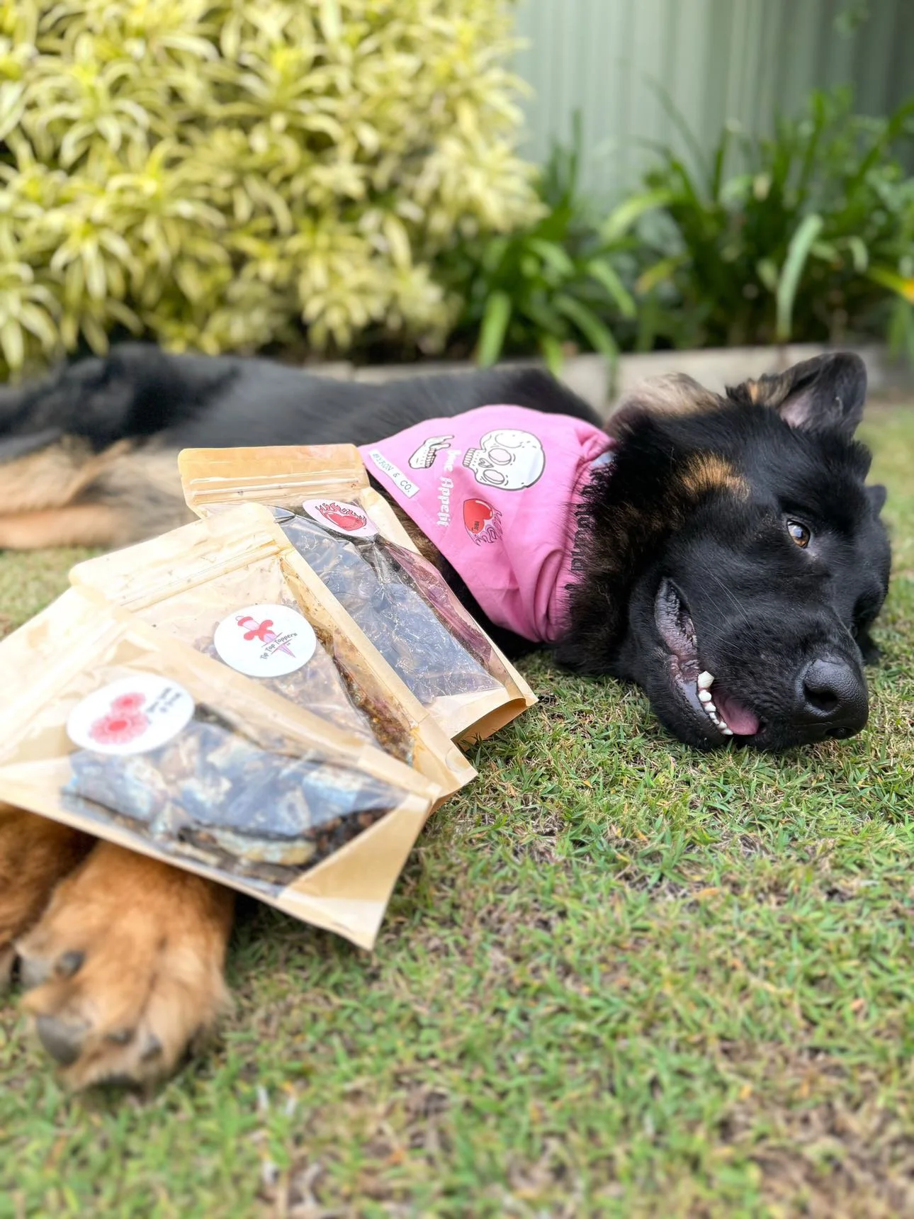 Sol with packets of hell hound treats
