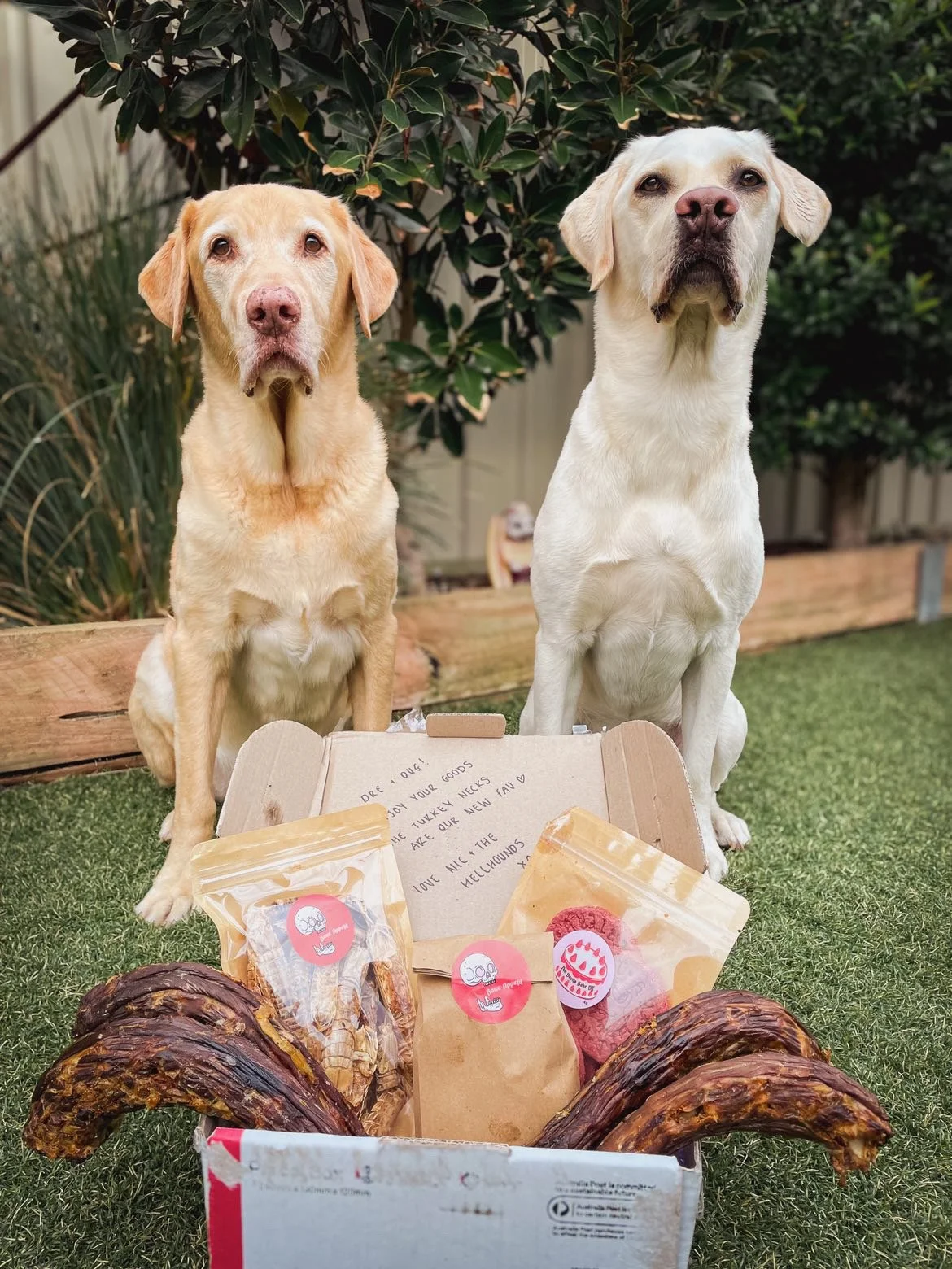 Dre & Dug Delivery Day