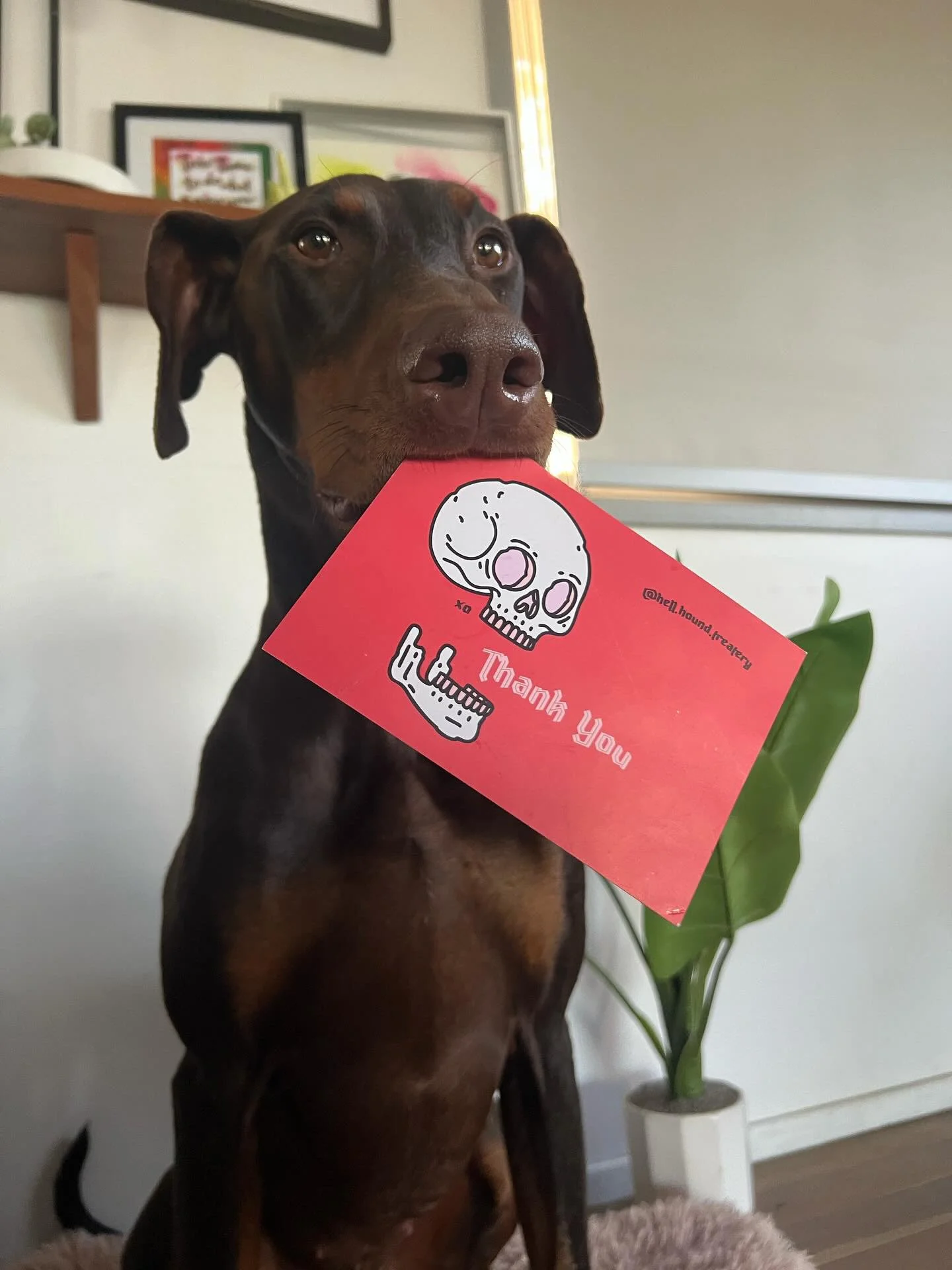 Zephyr with Thank you card