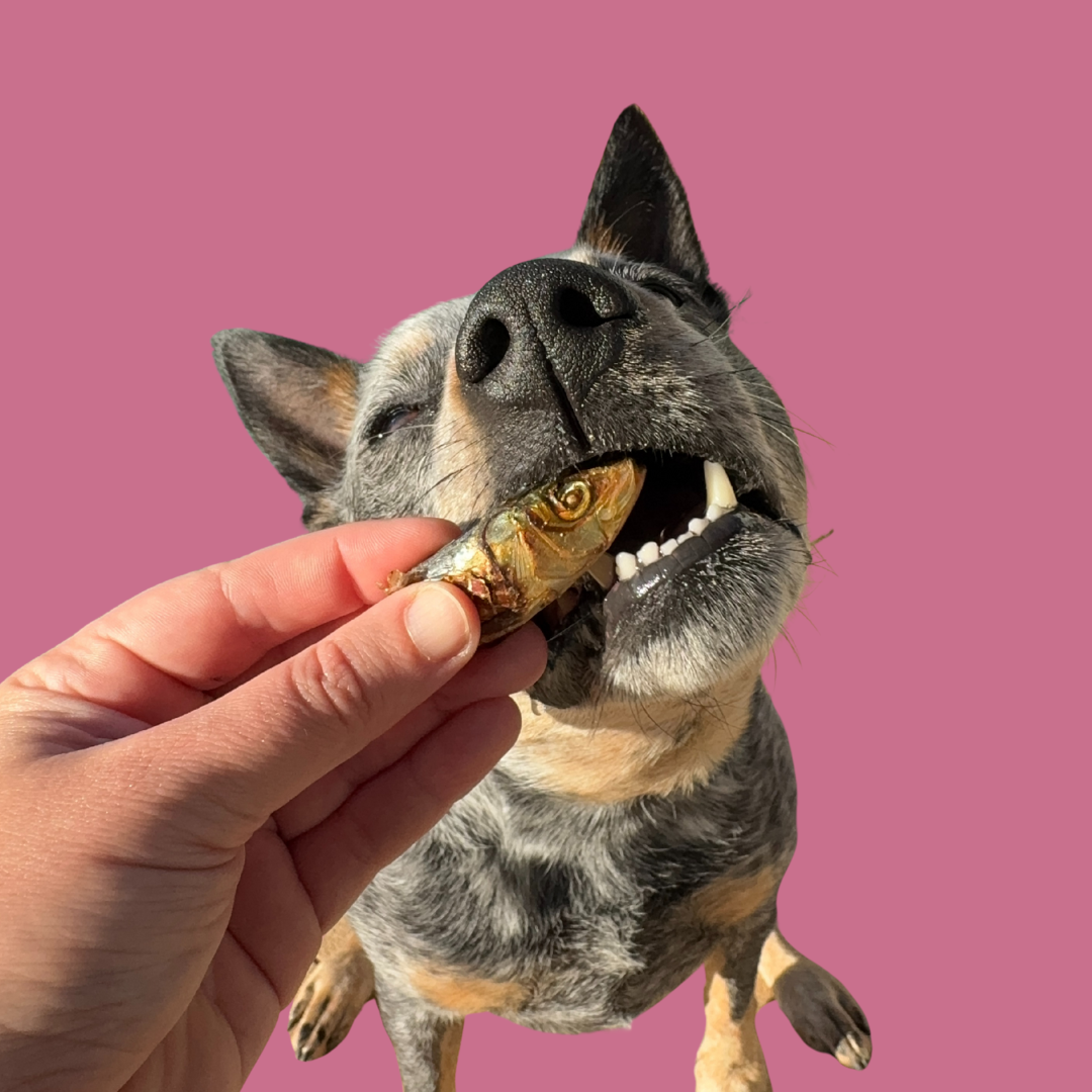 Sardine Chunks