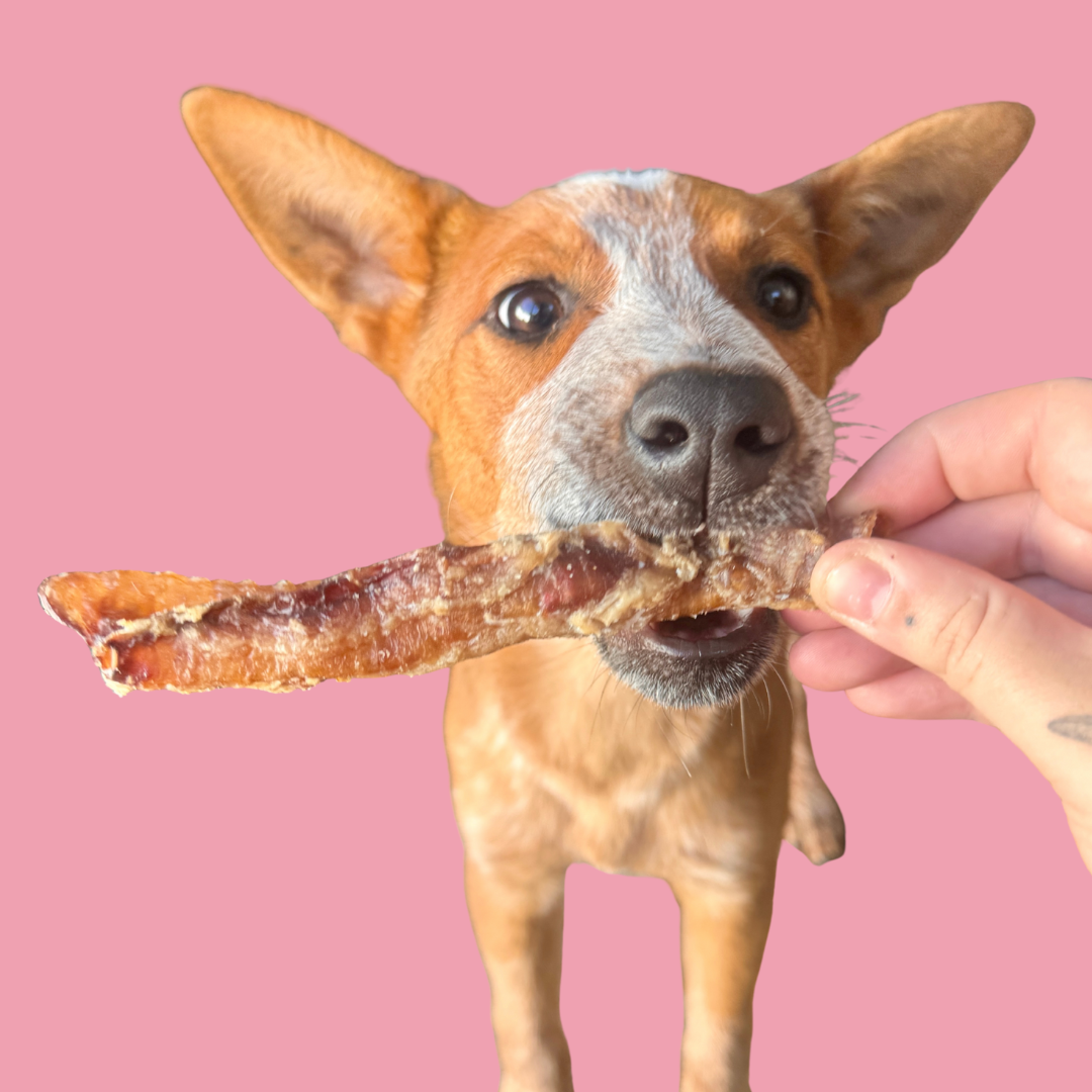 Lamb Trachea