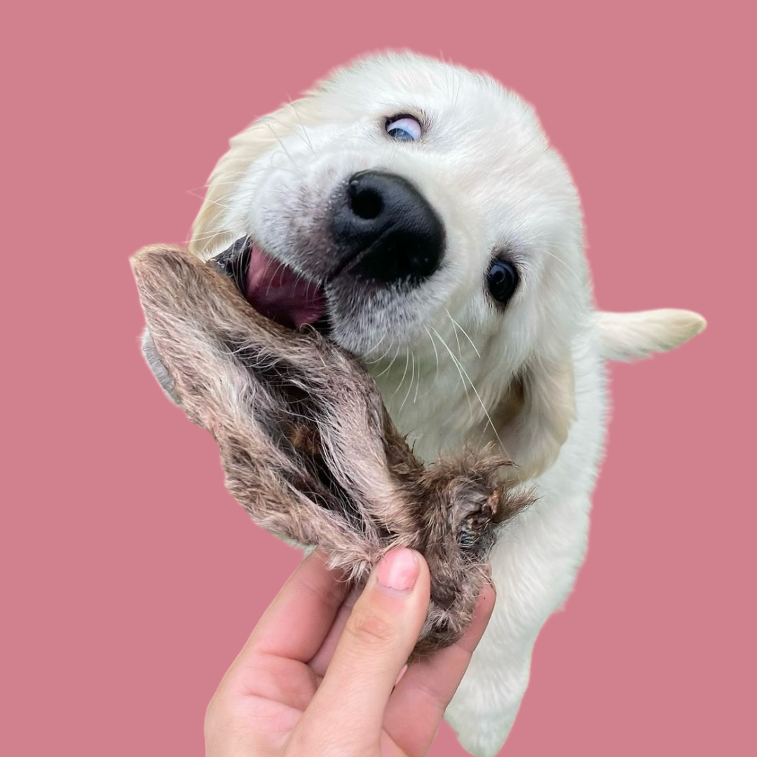 Wild Furry Venison Ears