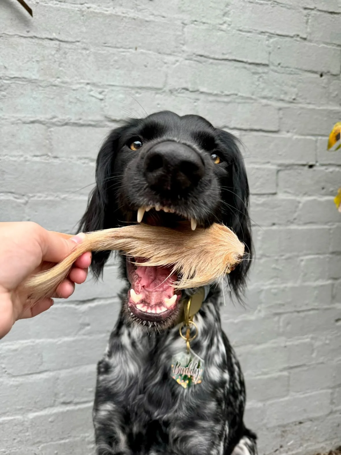 Buddy with Furry Goat Tail