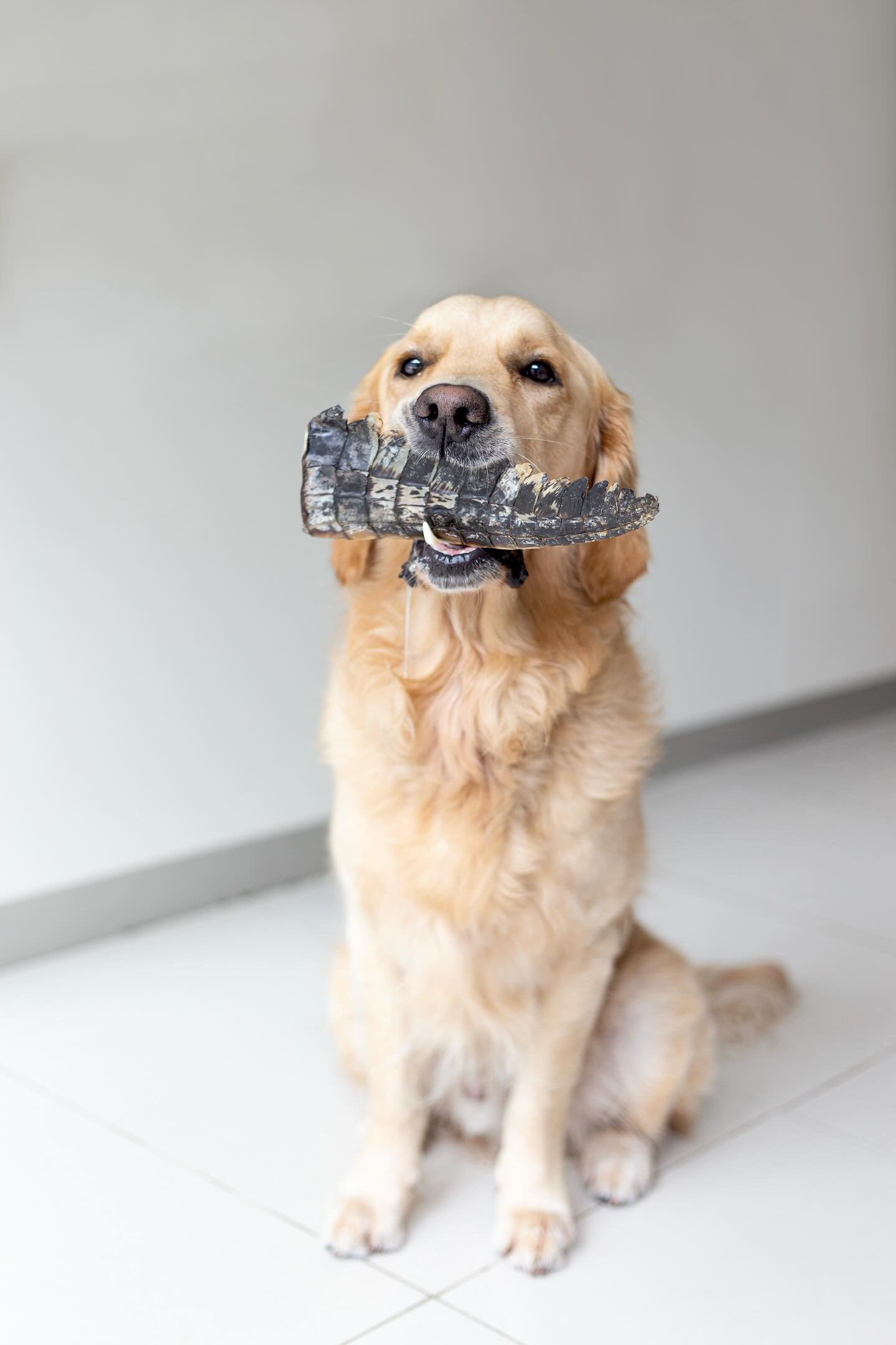 Riley with Hell Hound Treats Croc Tail