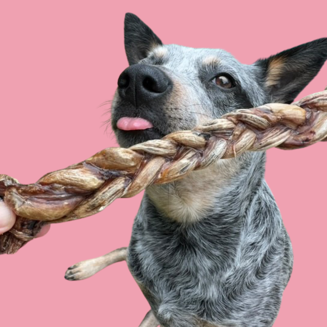 Pig Pizzle
