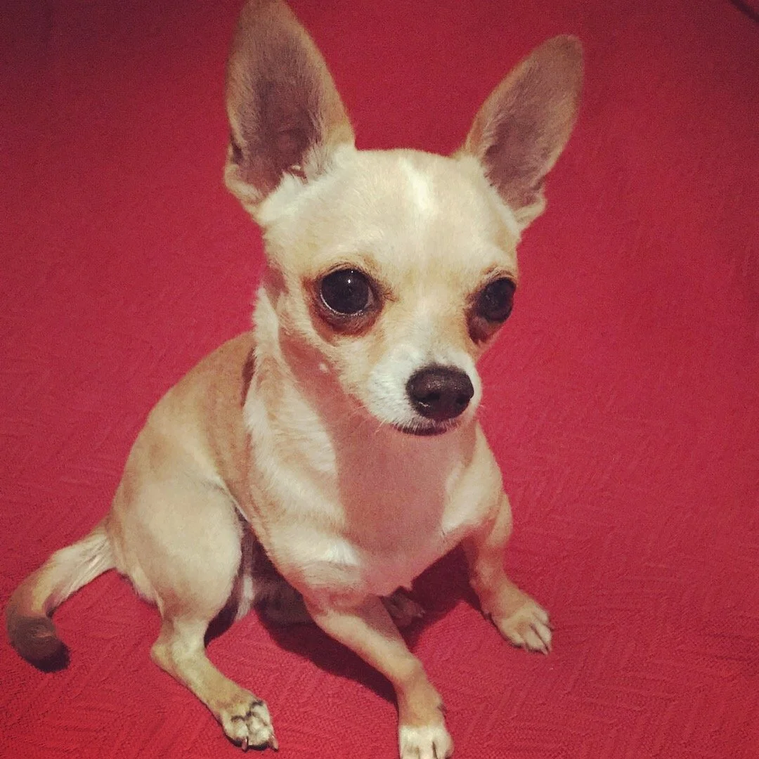 Small tan Chihuahua seated on red background