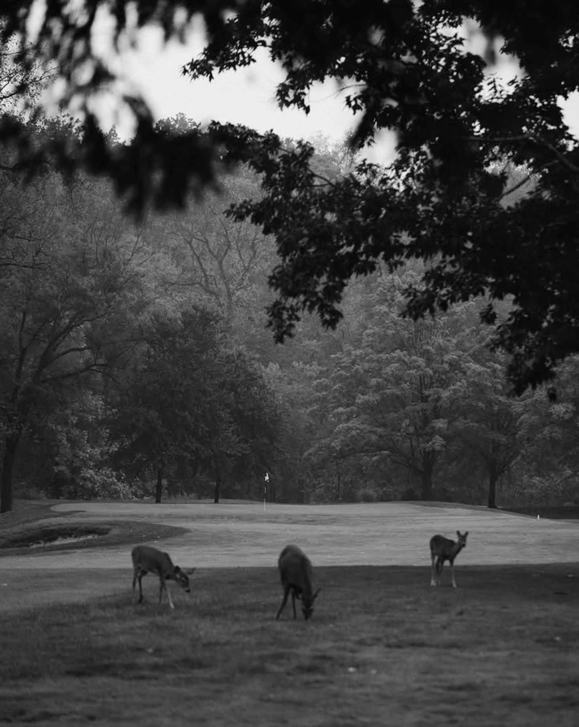 Screenshot 2025-02-25 at 9.17.50 AM.png