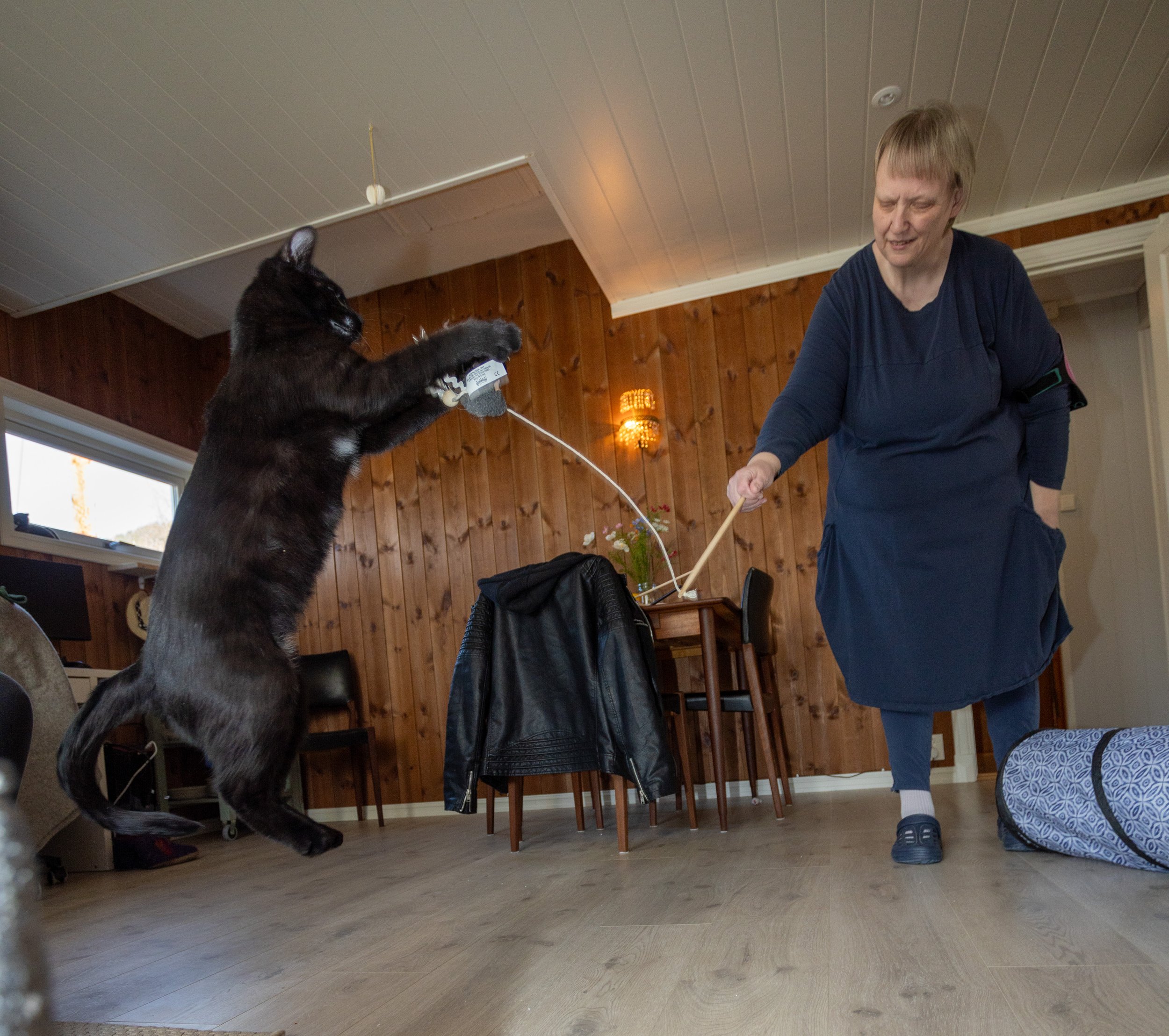 Sonja’s Cat Sitting