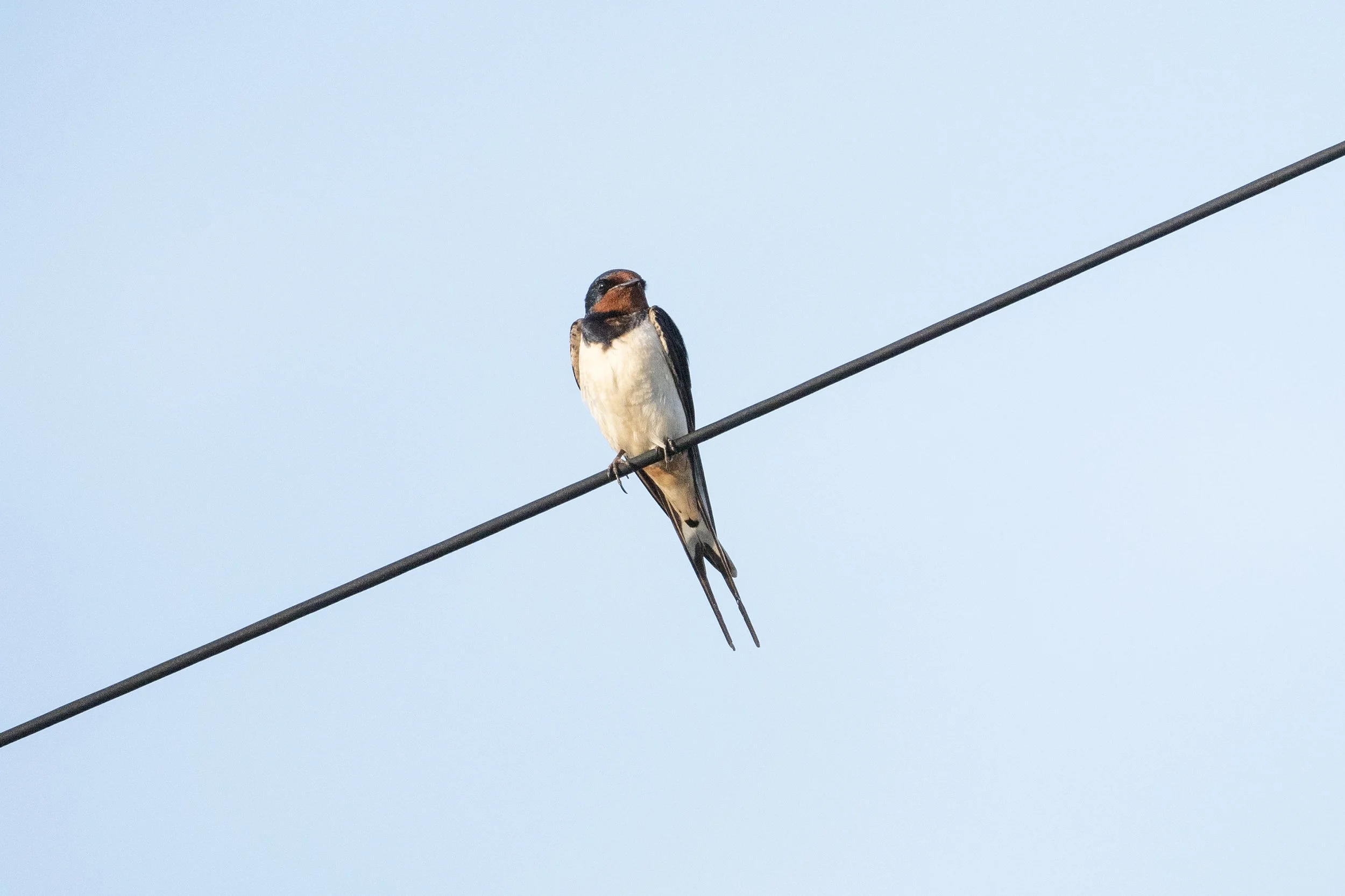 Swallow