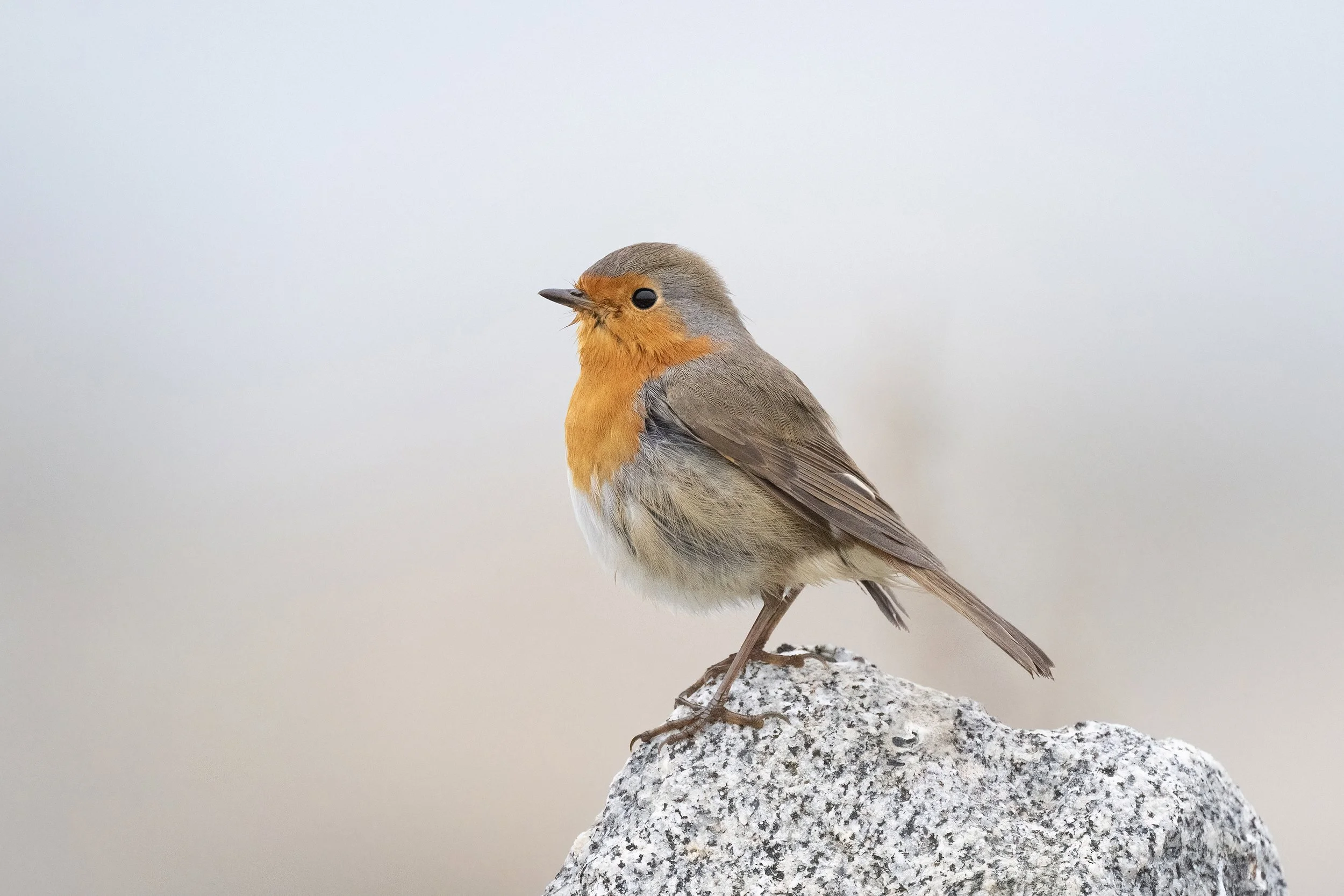 Robin