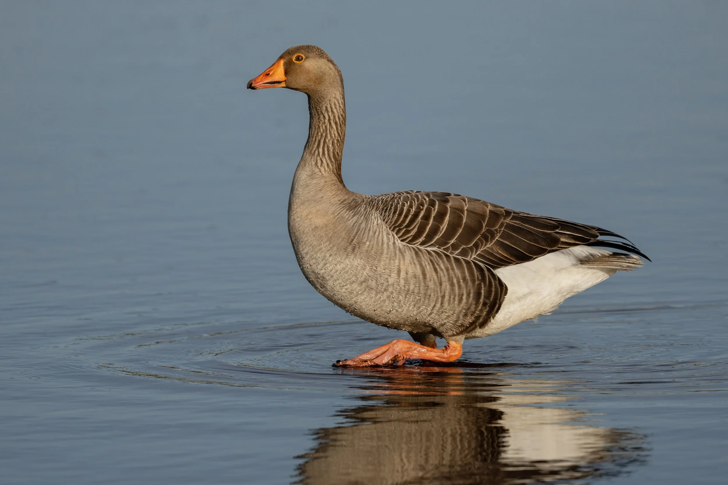 Greylag Goose