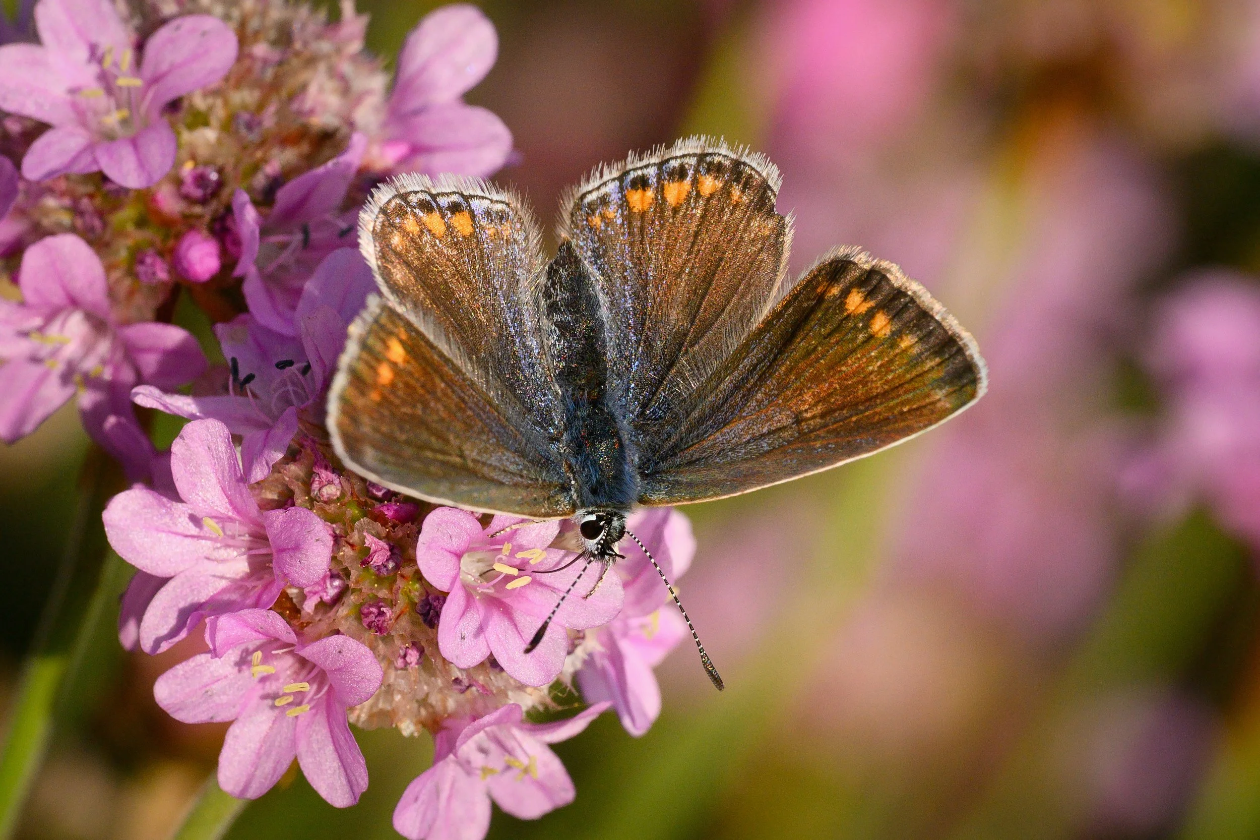 Brown argus
