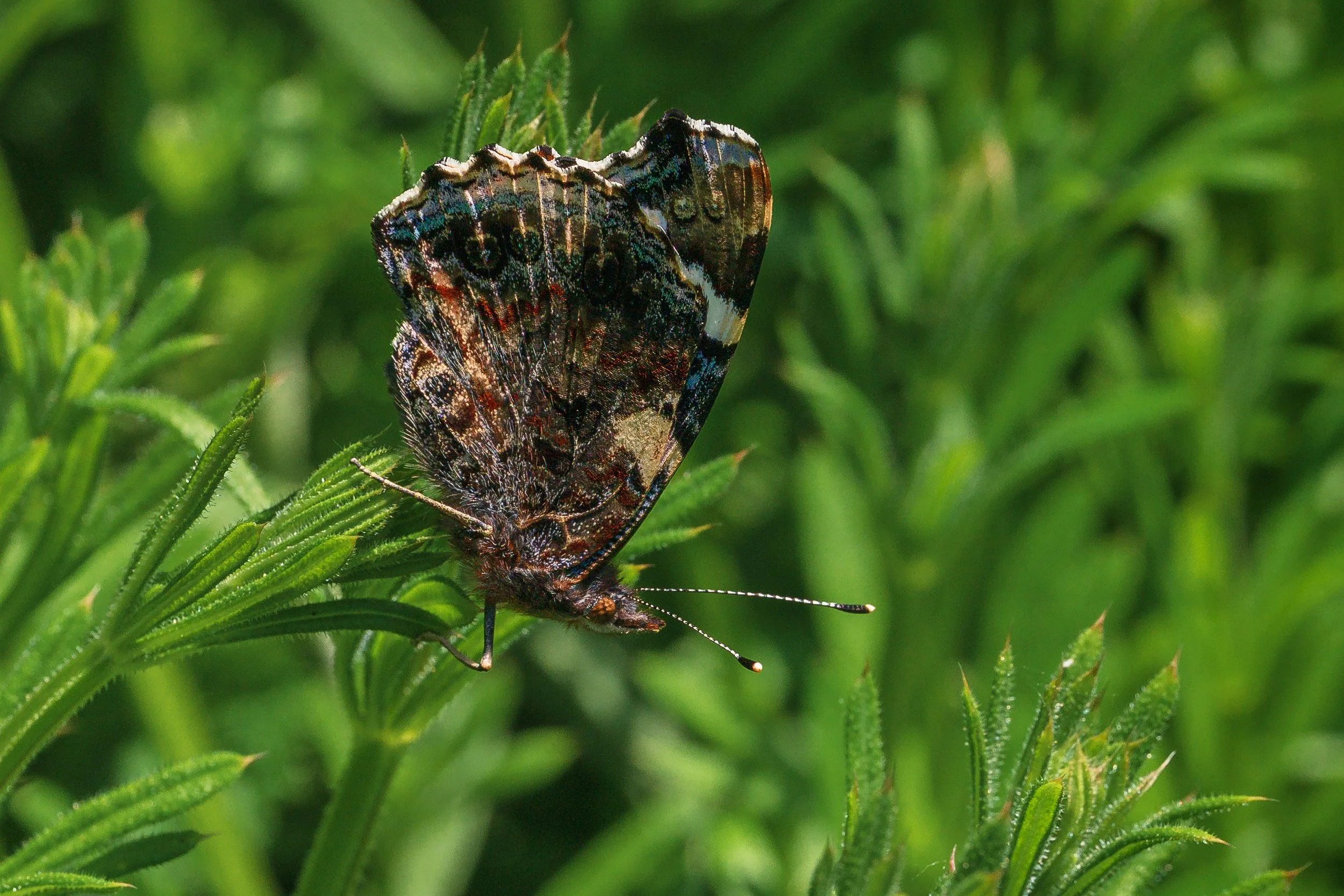 Red Admiral