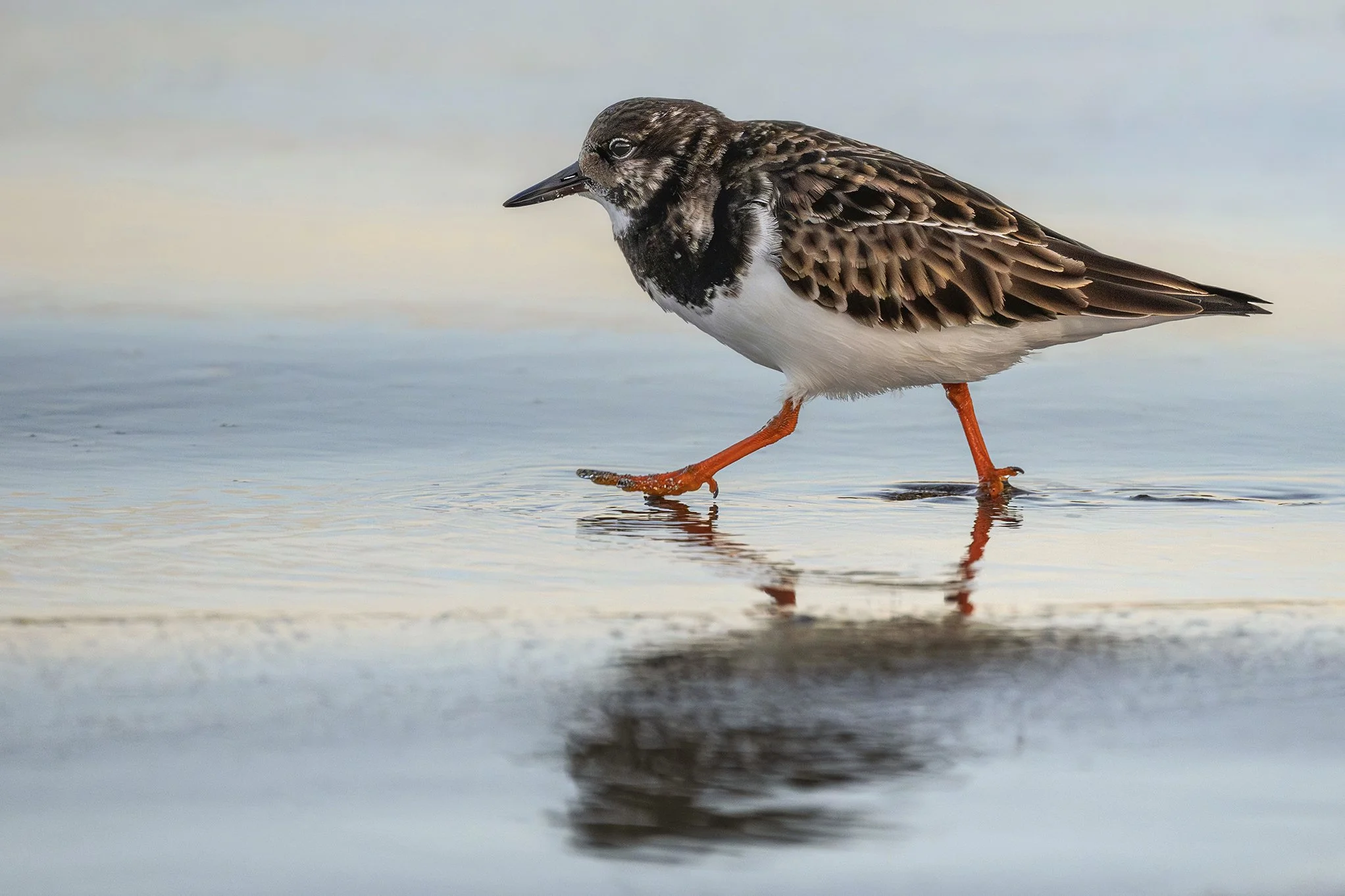 Turnstone