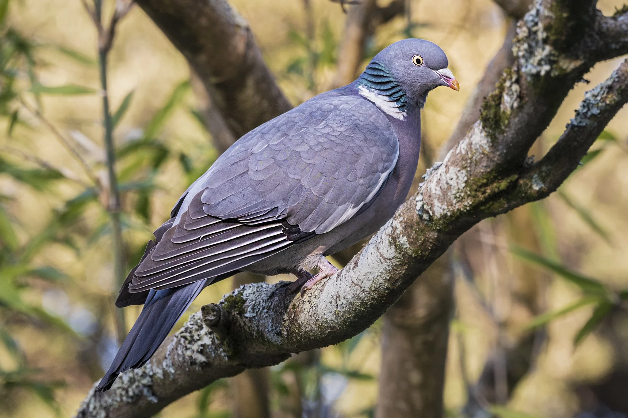 Wood Pigeon