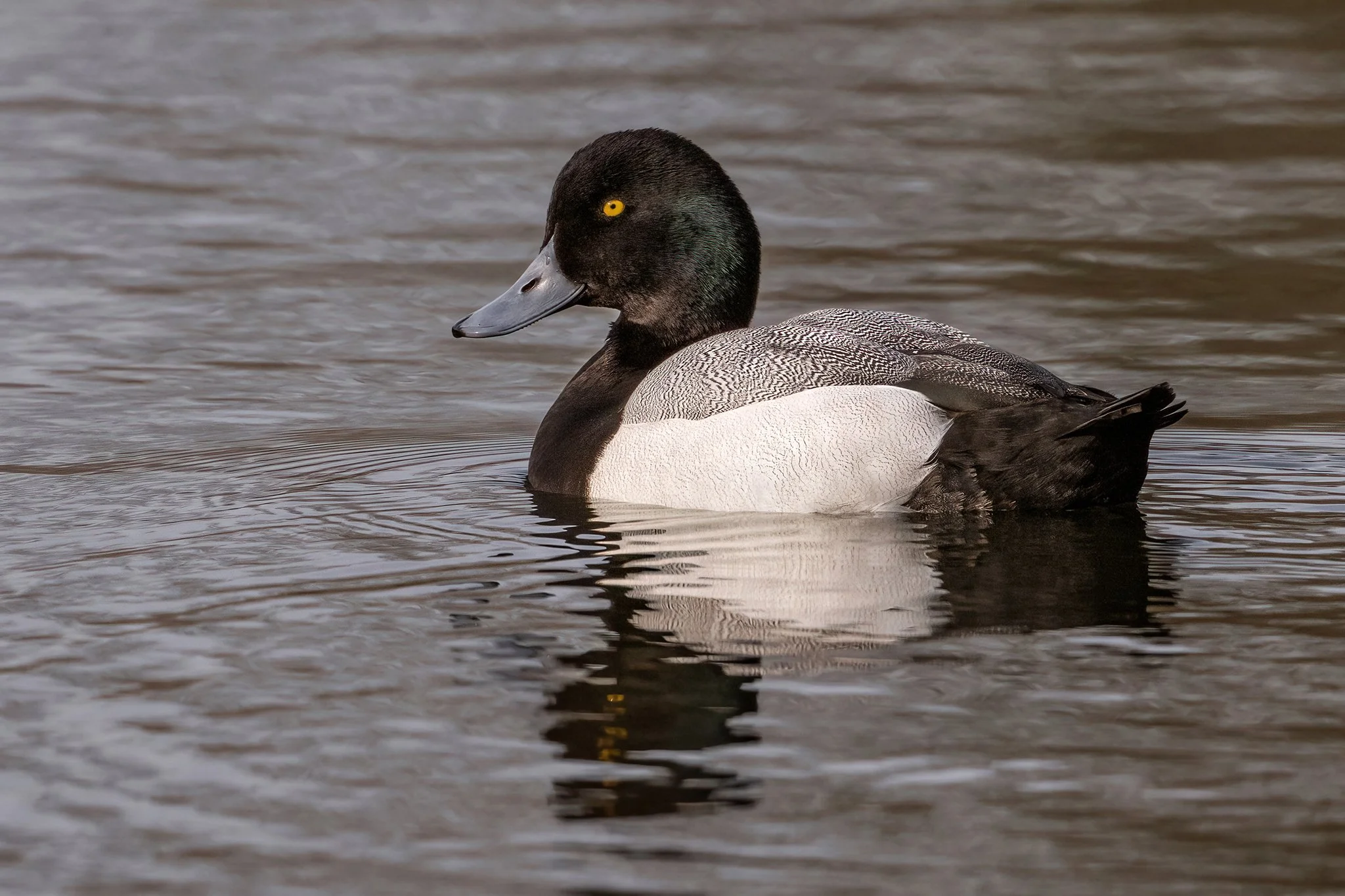 Scaup