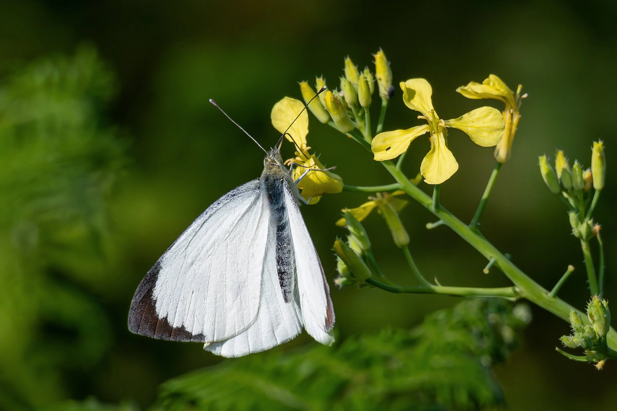 Large white
