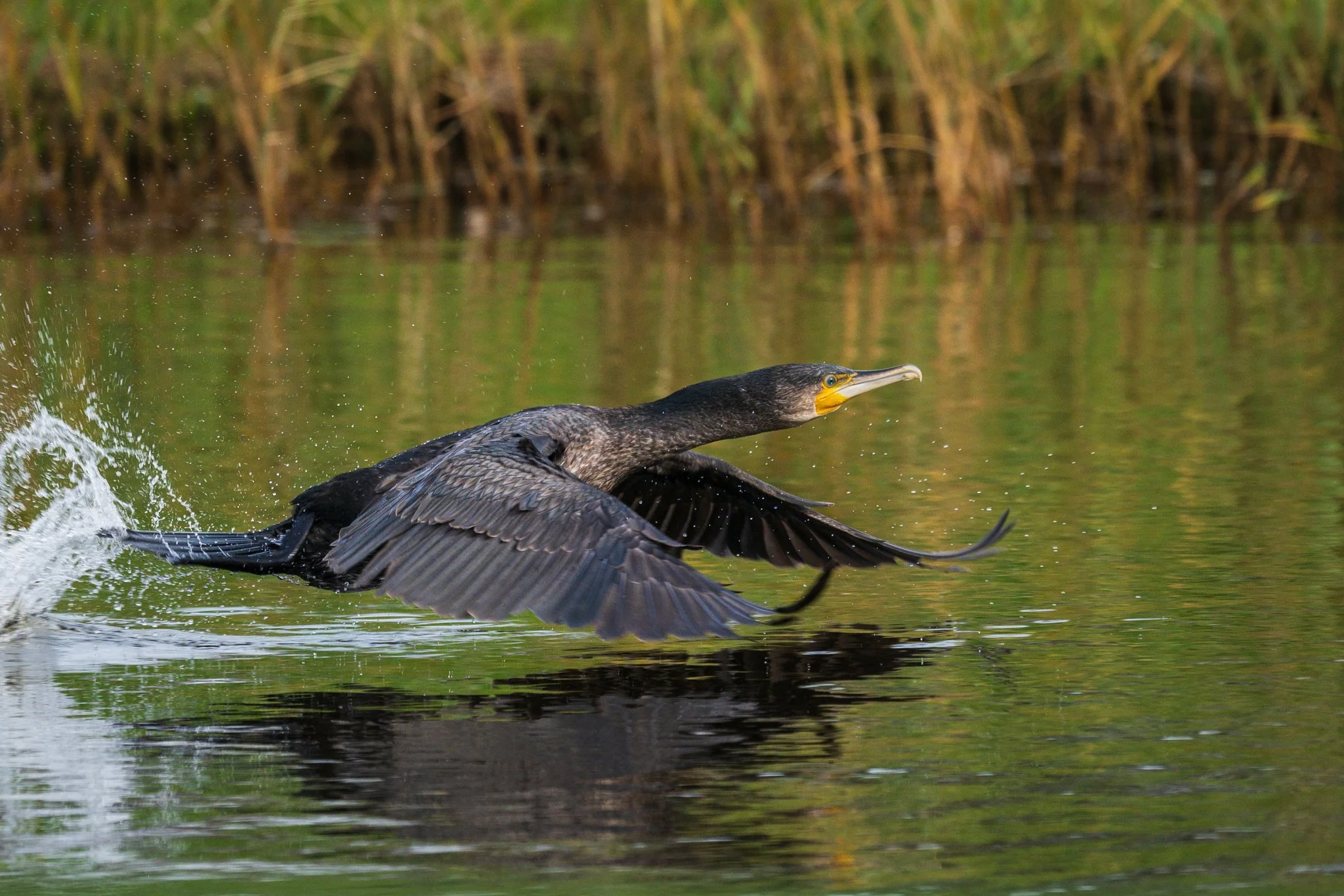 Cormorant