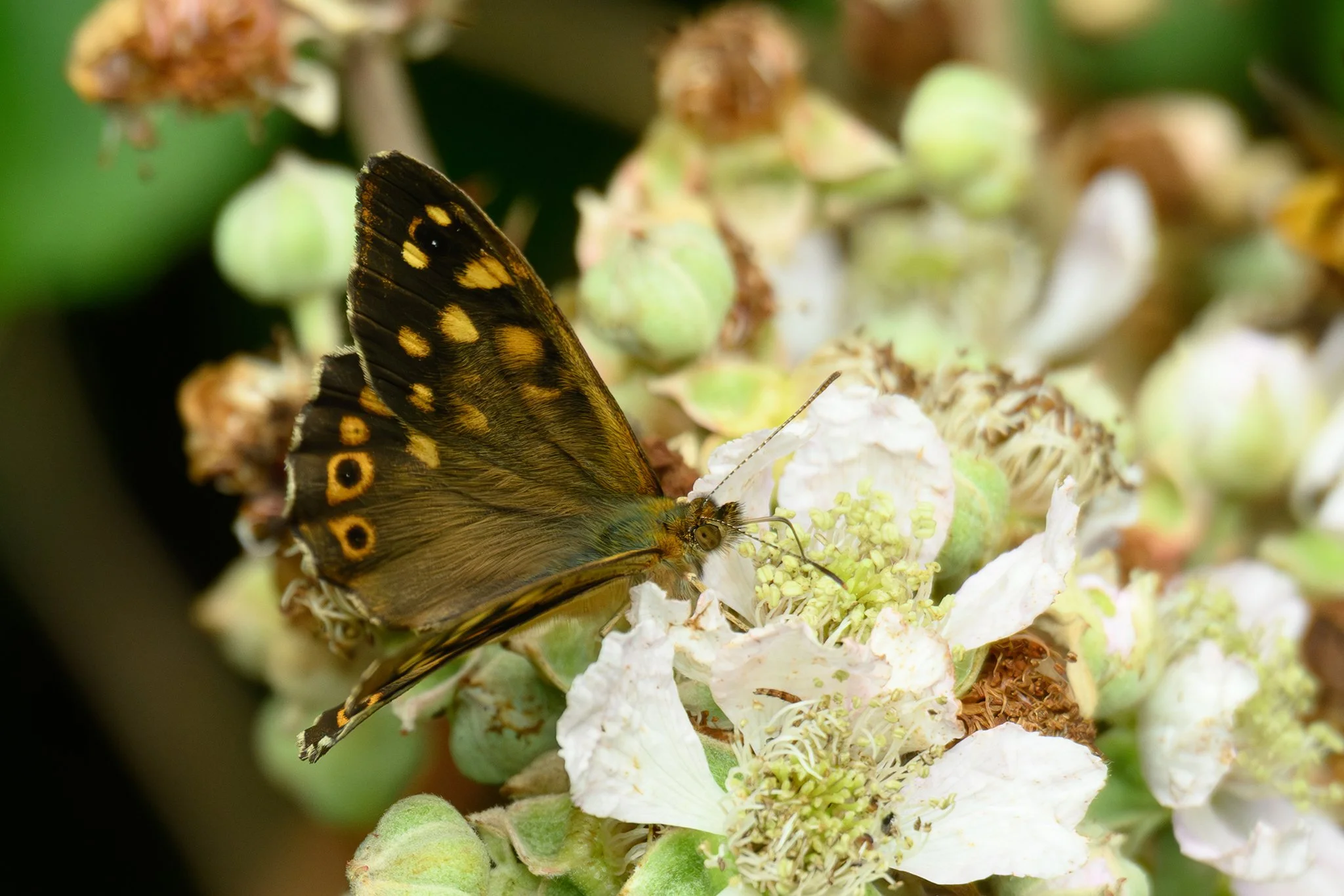 Speckled wood