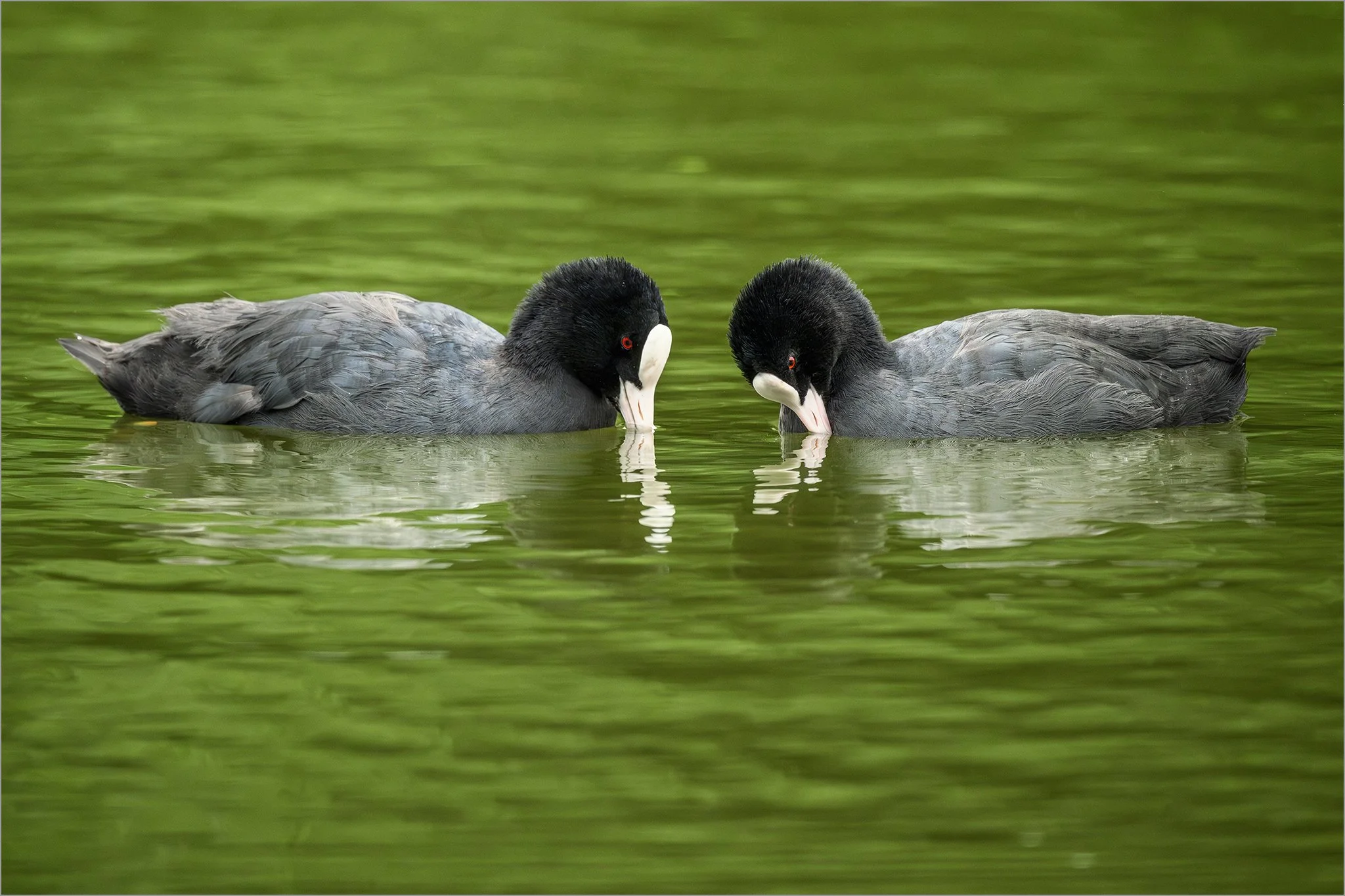 Coots