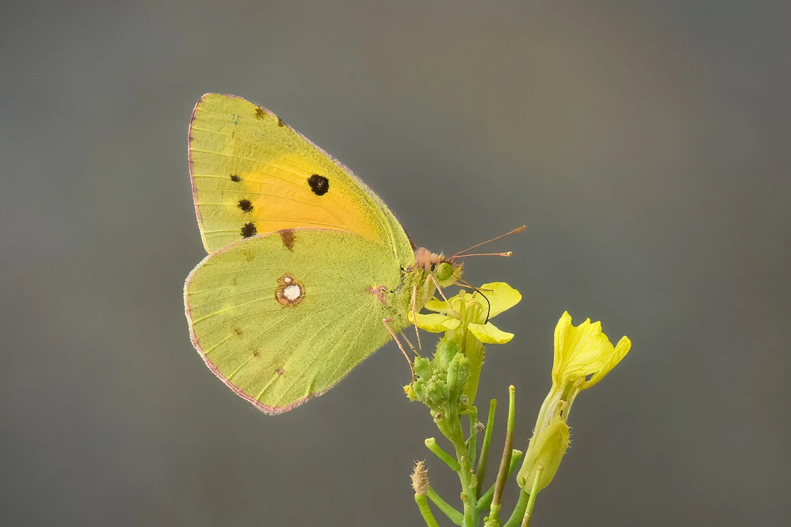 Clouded Yellow