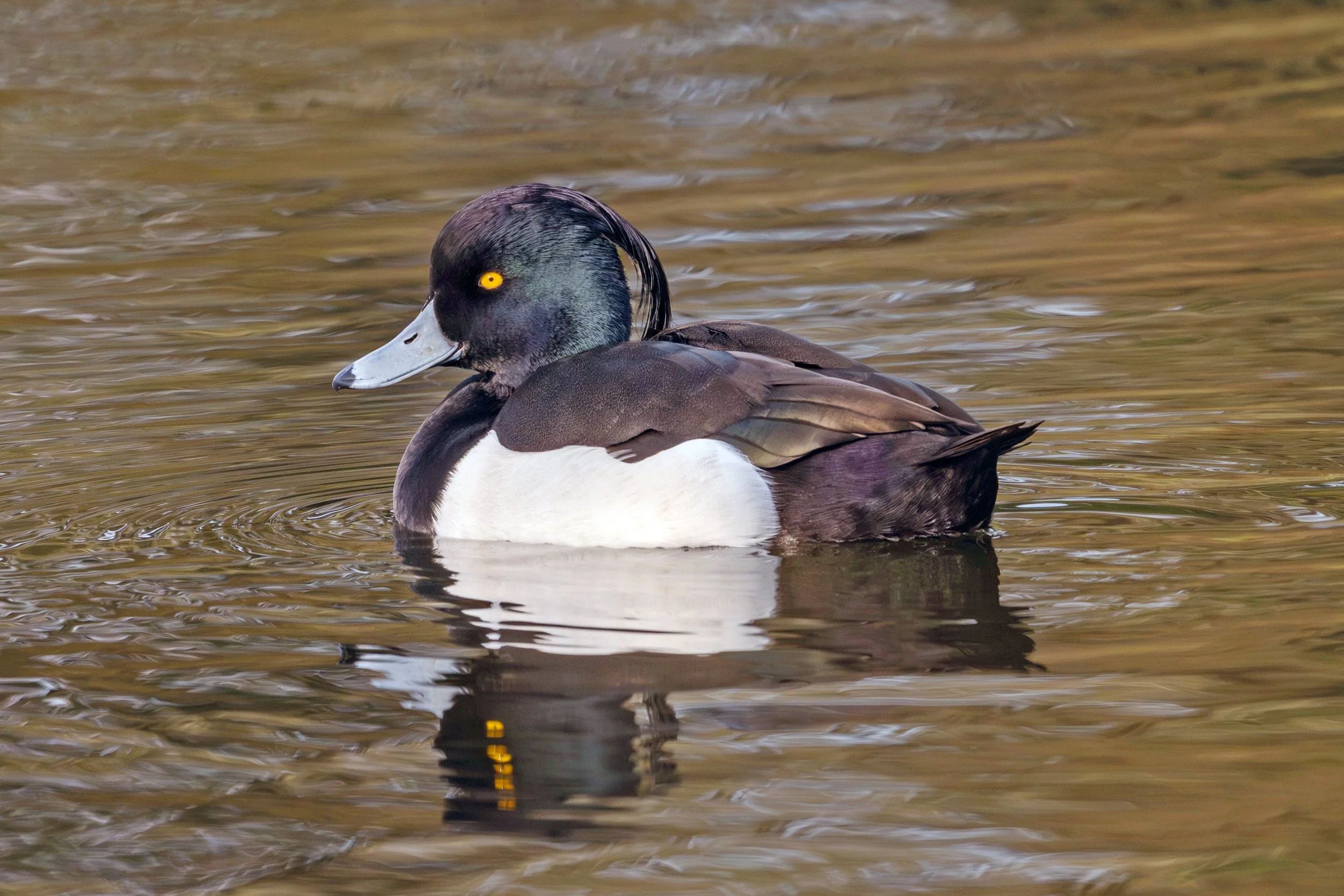 Tufted Duck