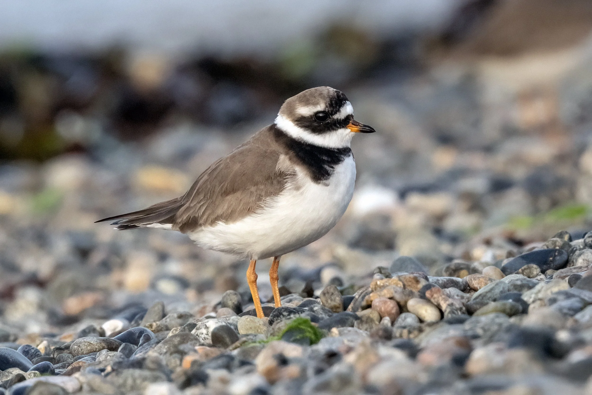 Ringed Plover