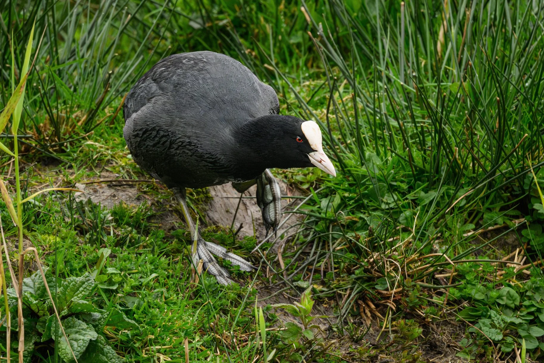 Coot