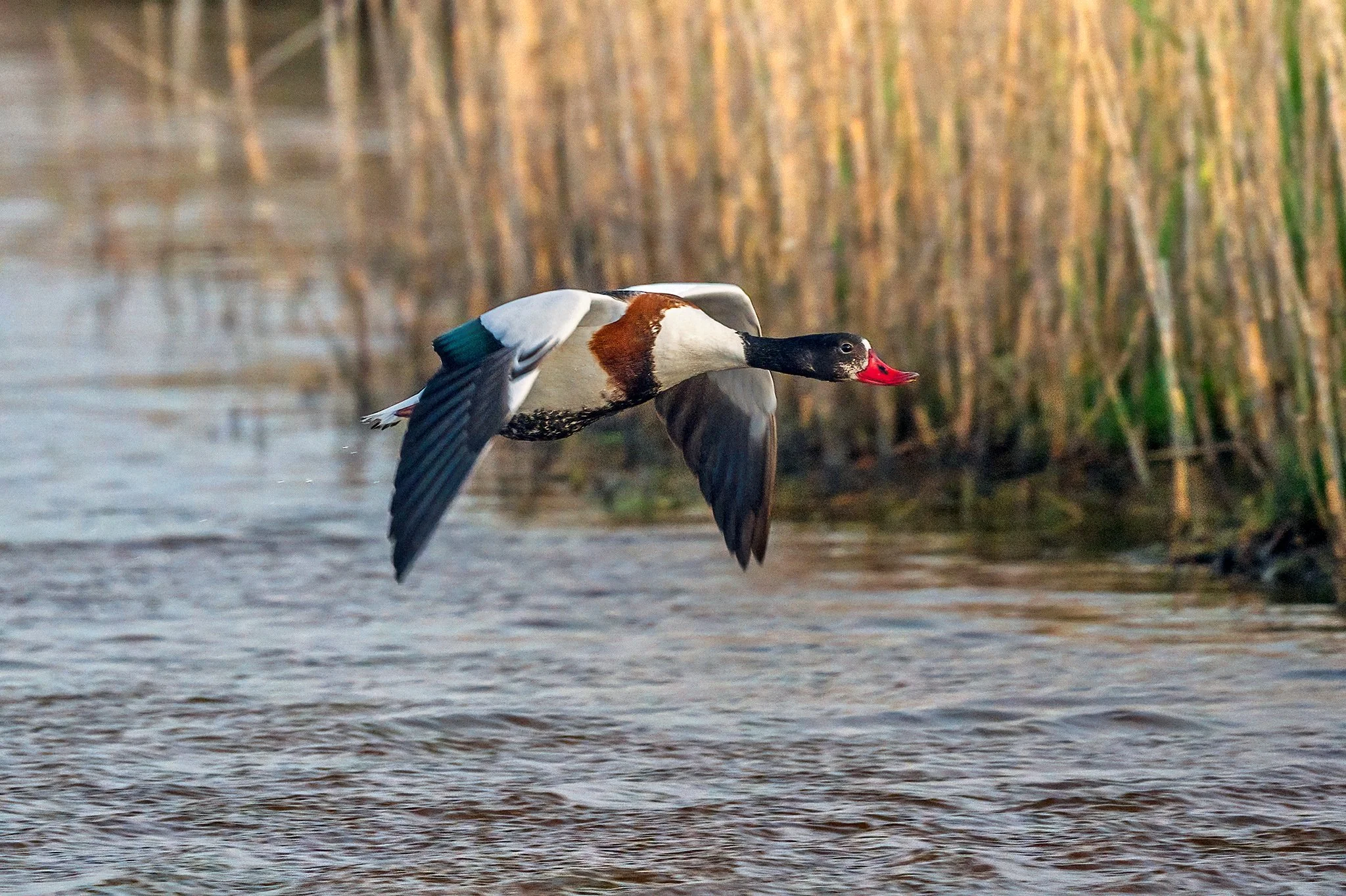 Shelduck