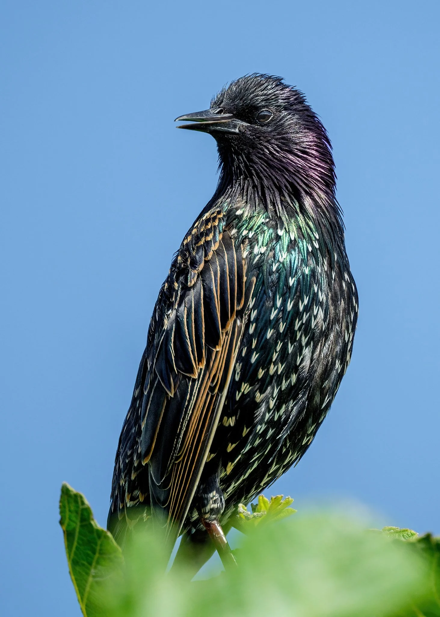 Starling