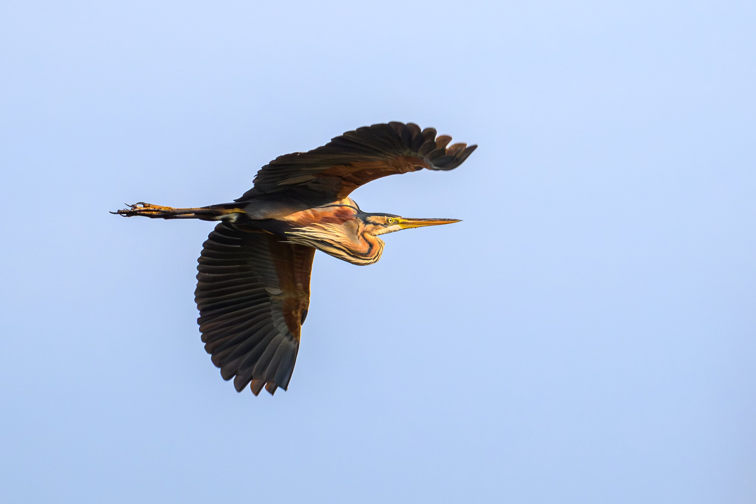 Purple Heron