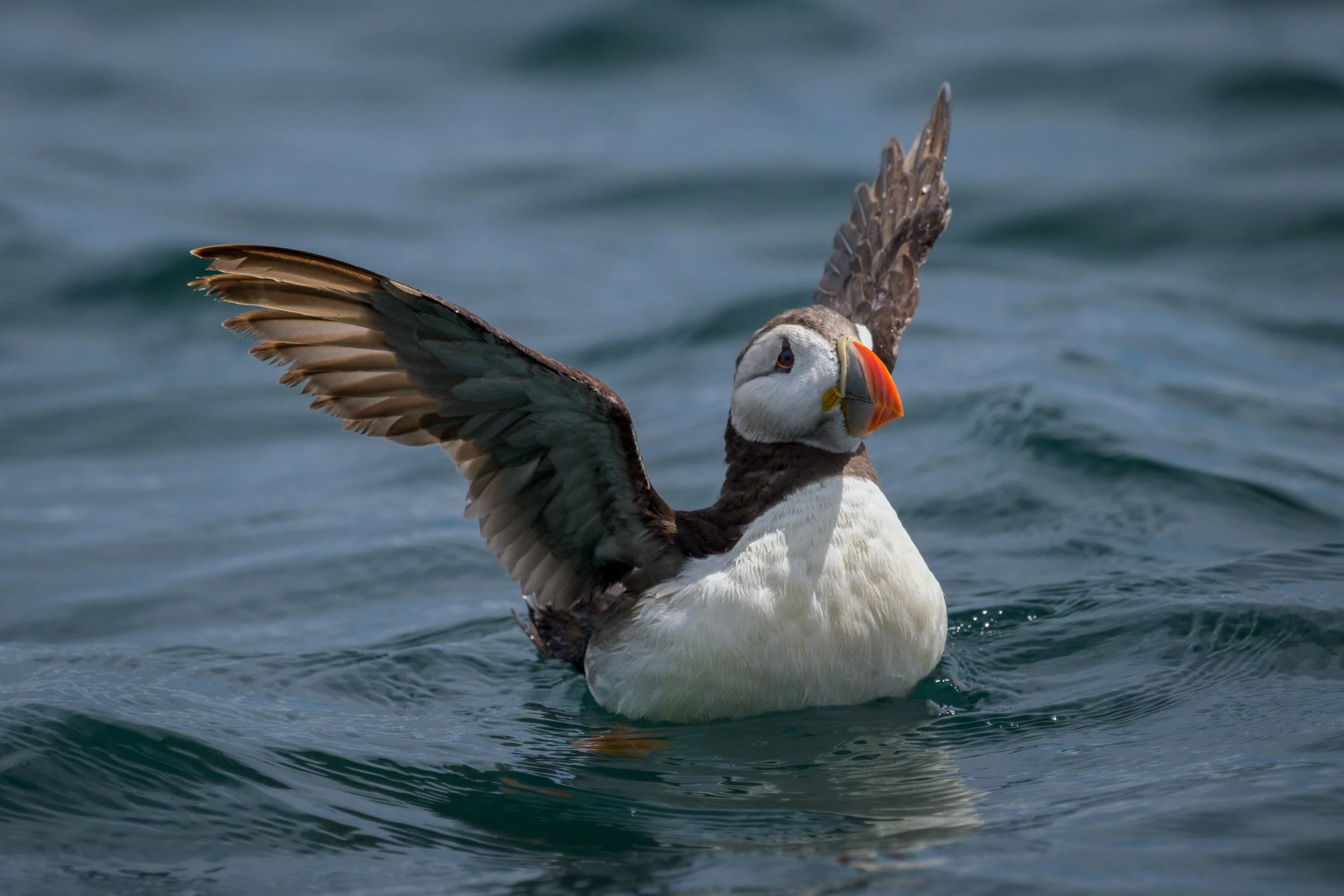 Puffin-2.jpg