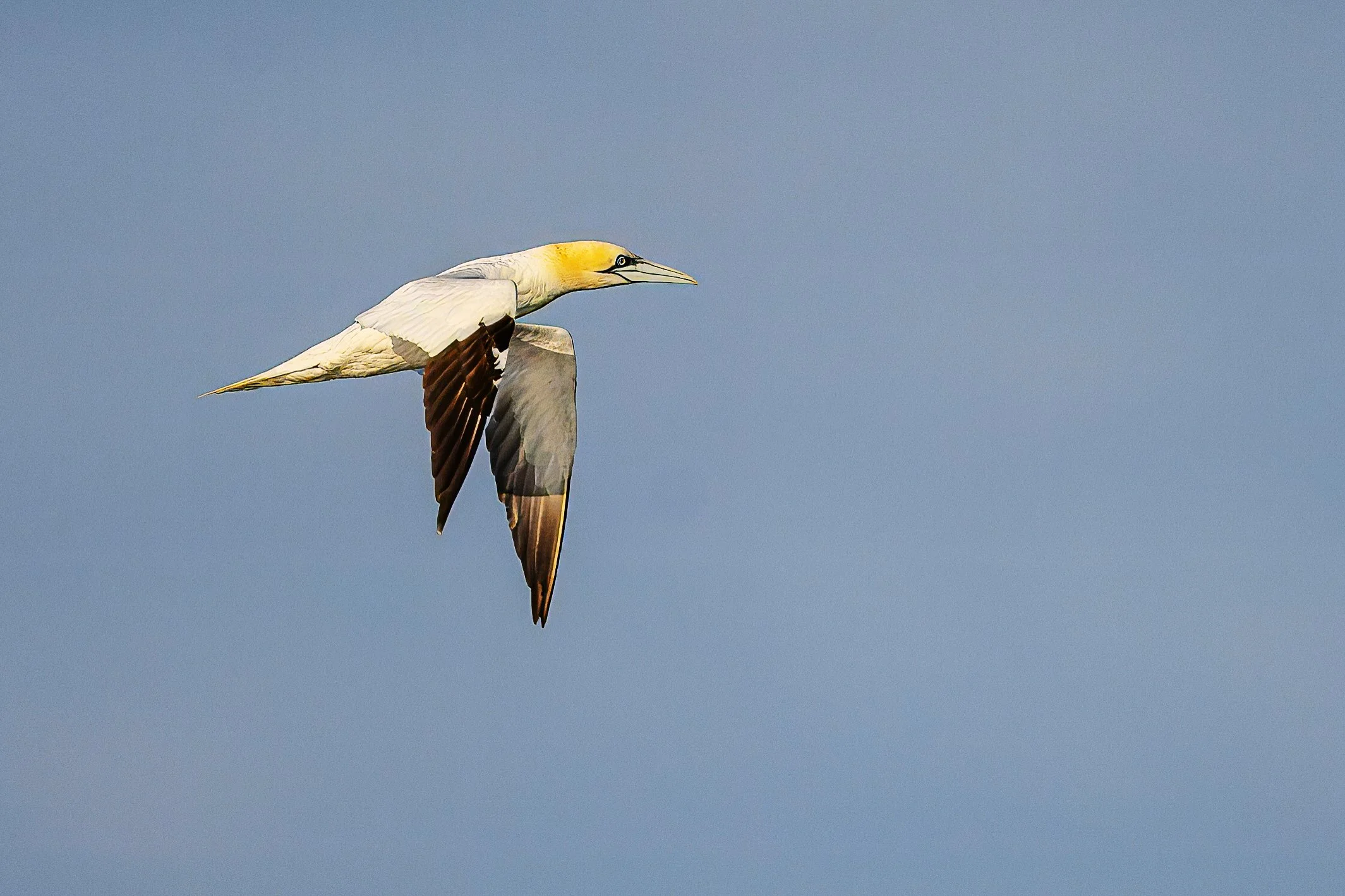 Gannet