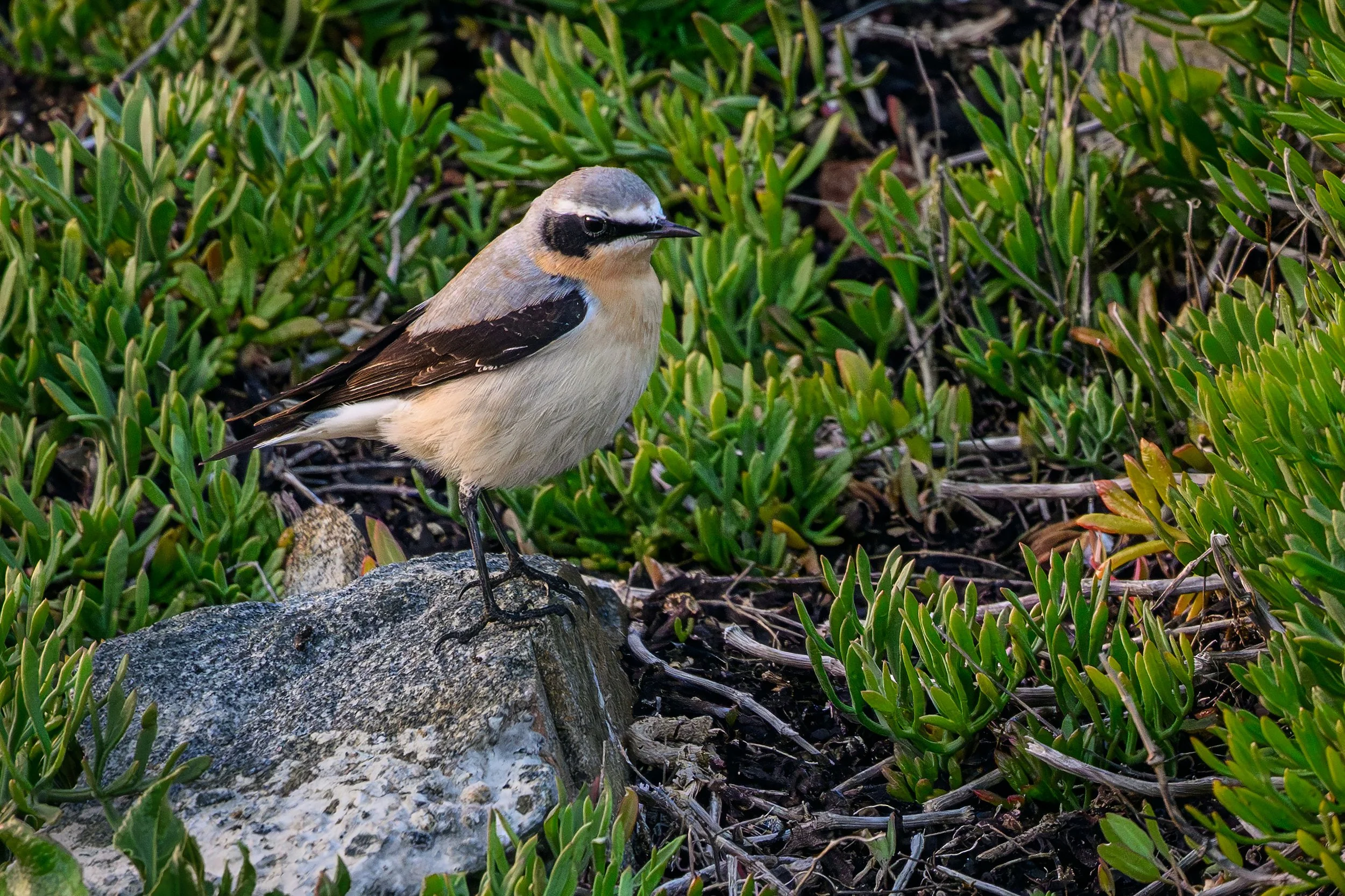Wheatear