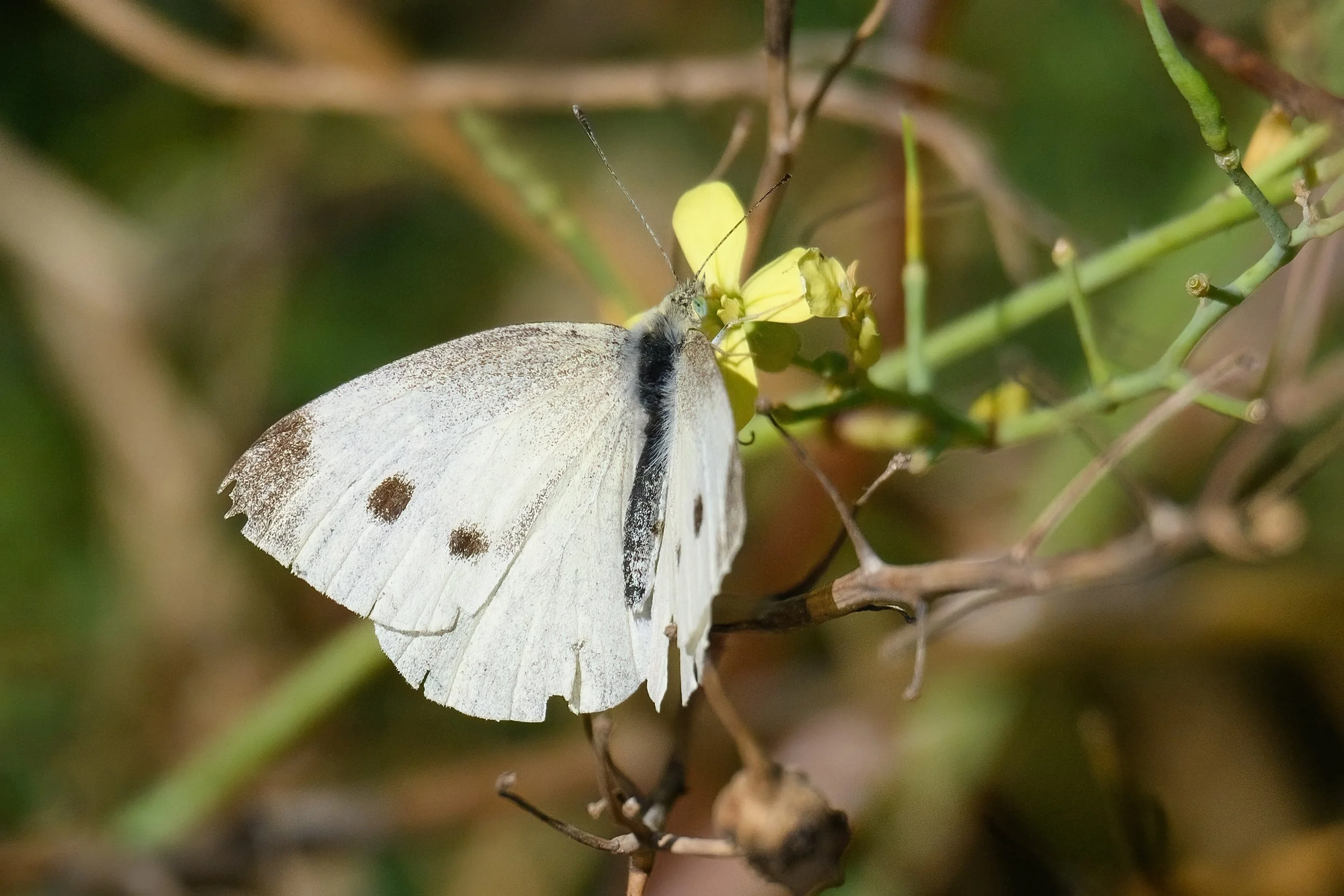 Small White