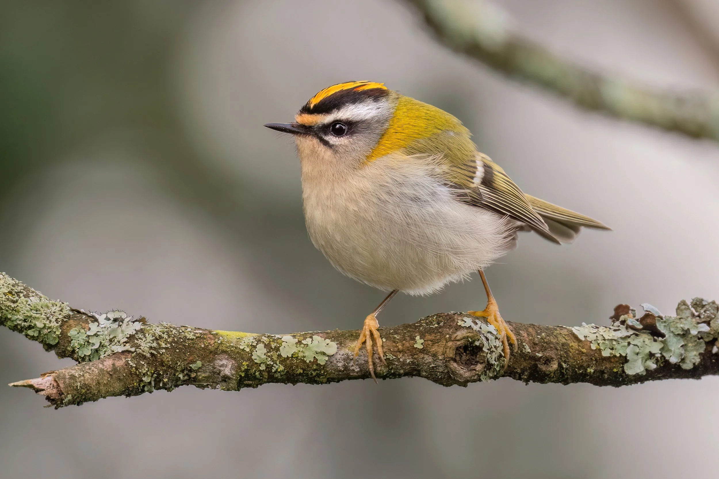 Firecrest