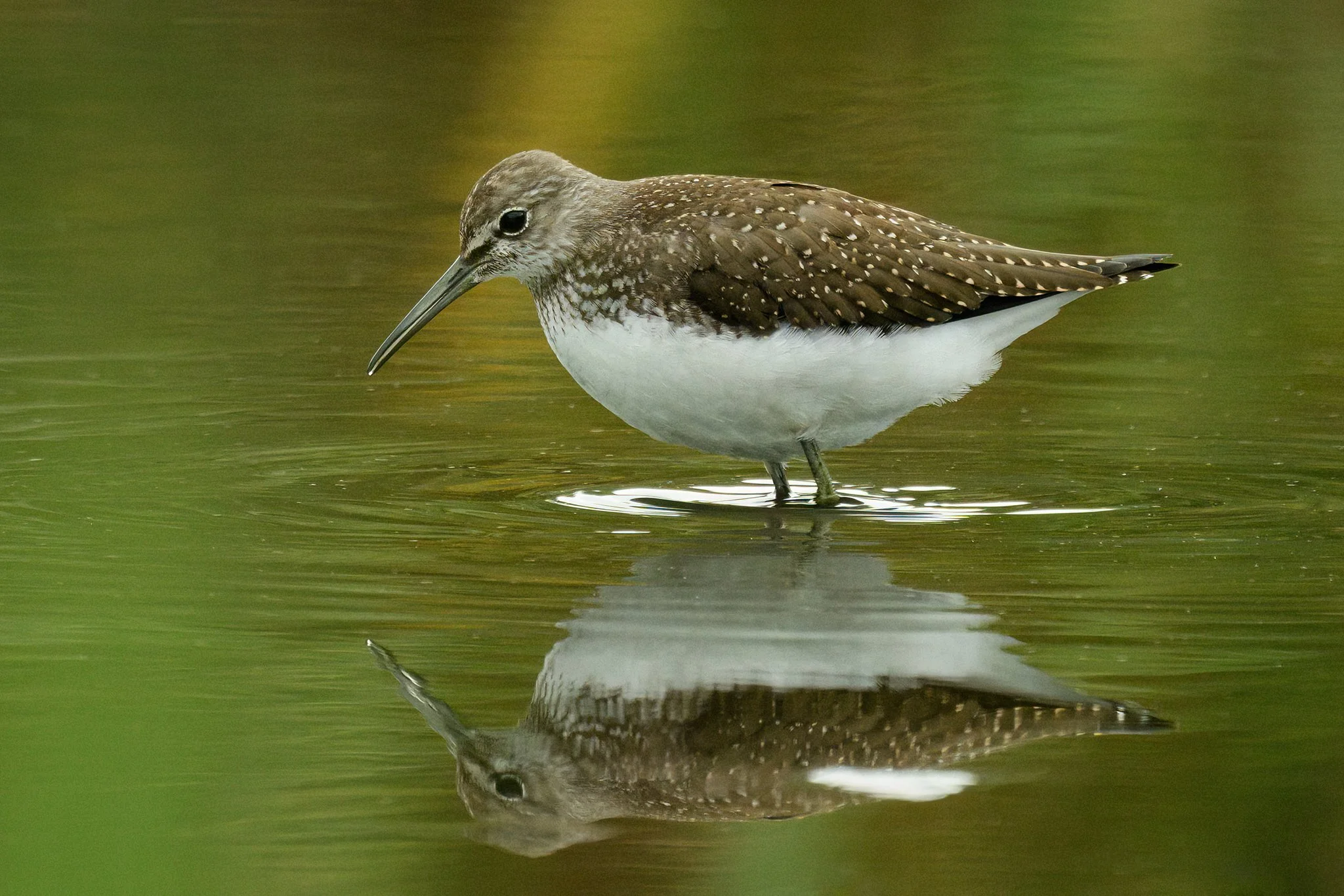 Green Sandpiper
