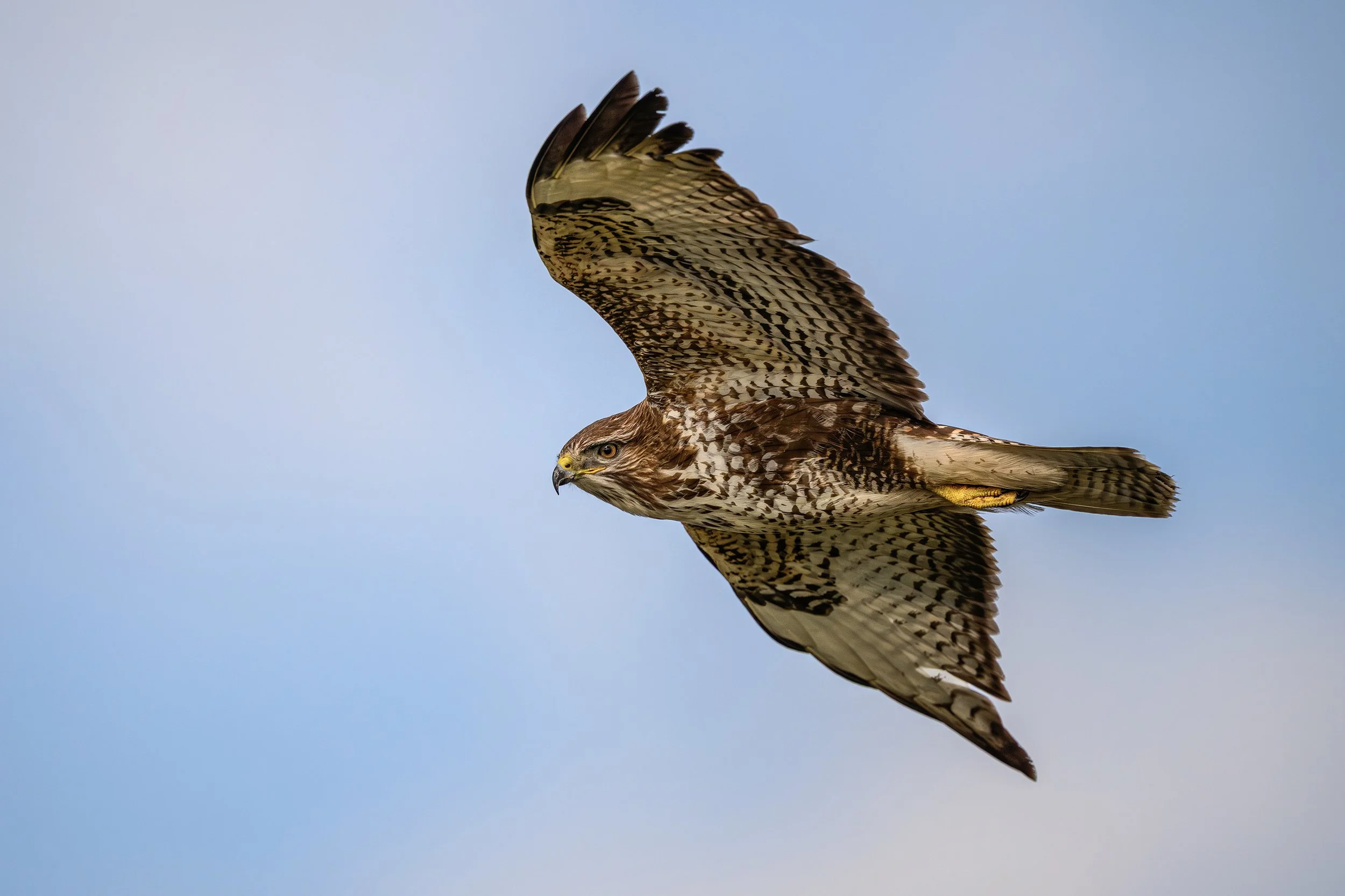 Buzzard