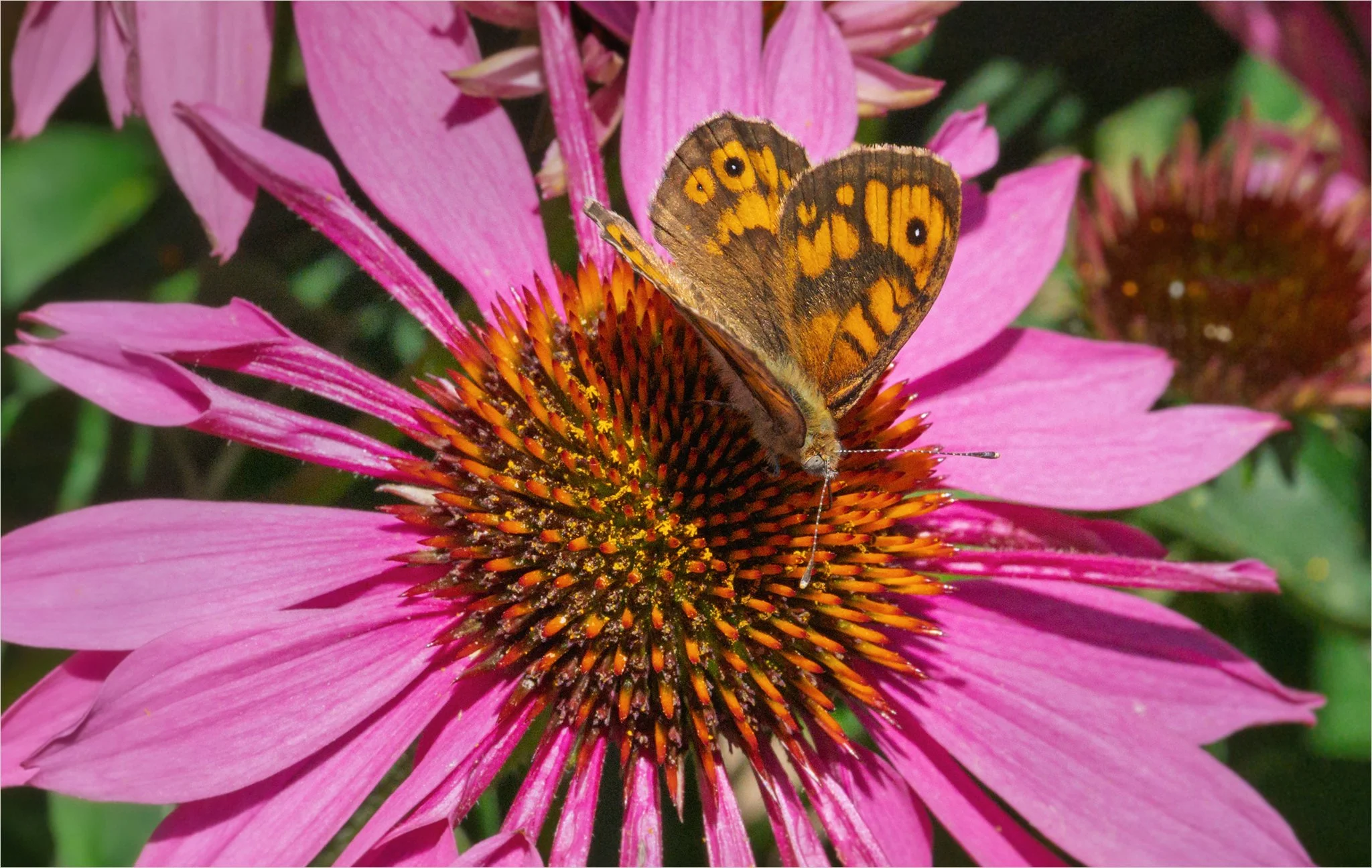 Wall Brown