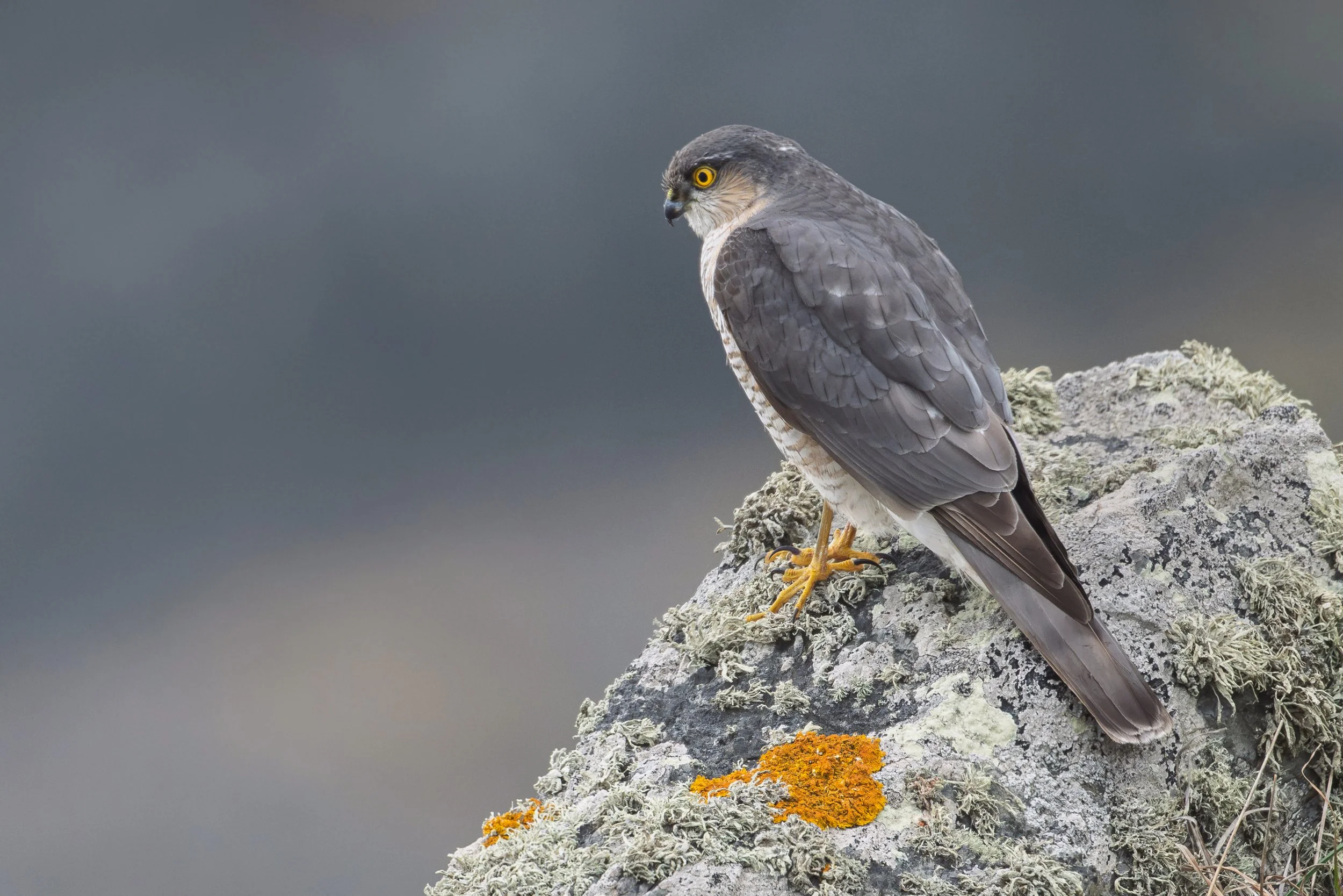 Sparrow Hawk