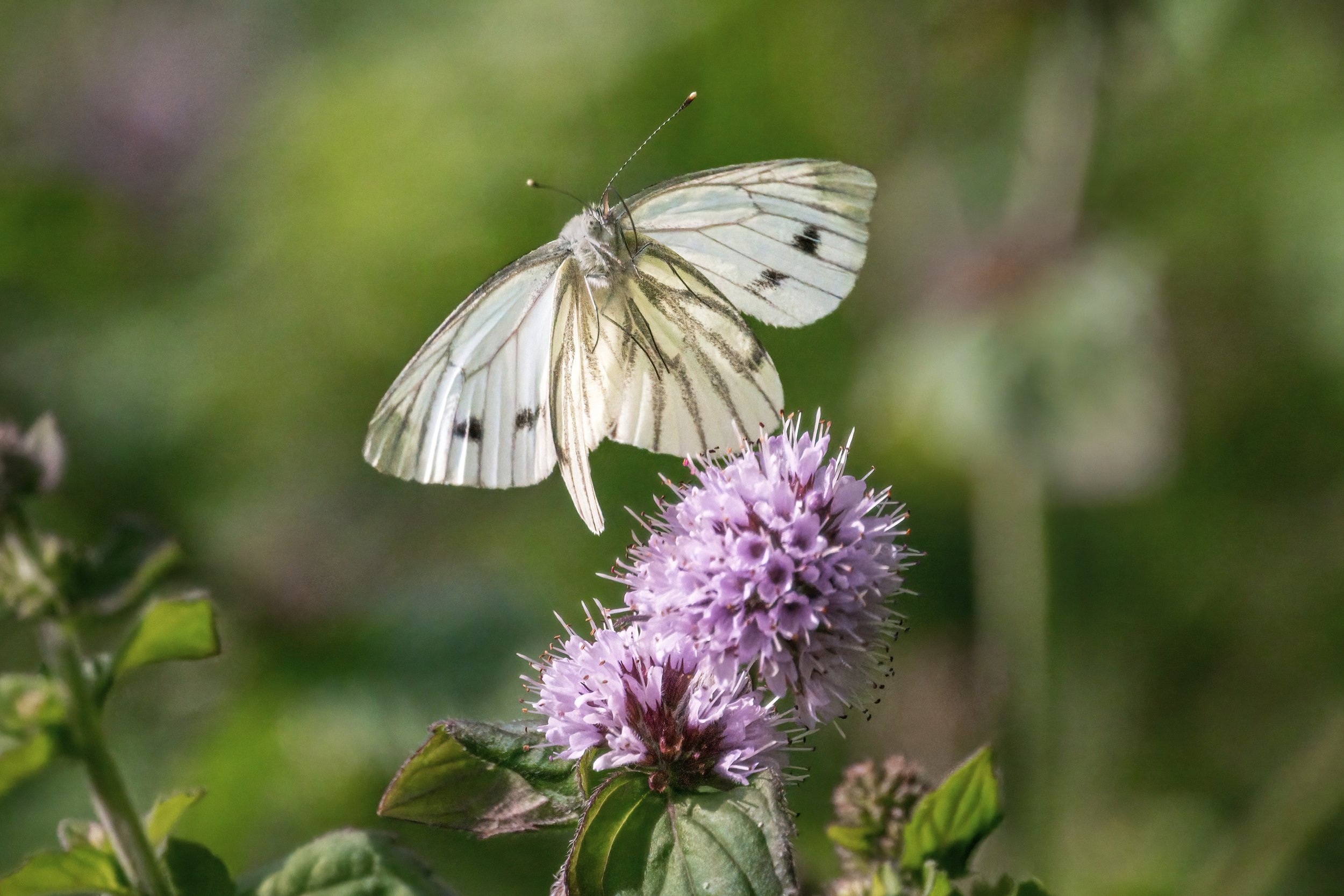 White (Green-veined)