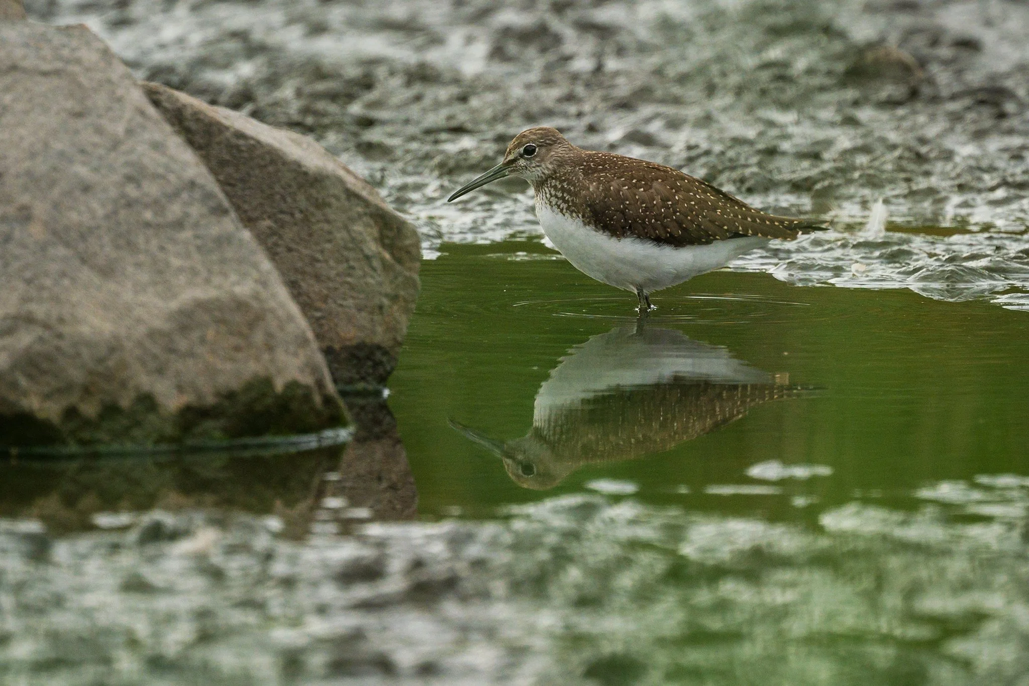 Green Sandpiper