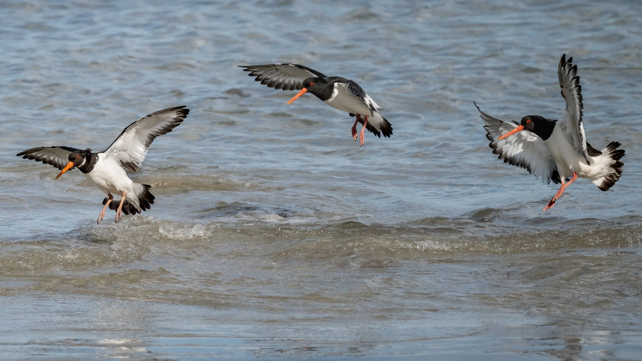 Oystercatcher's